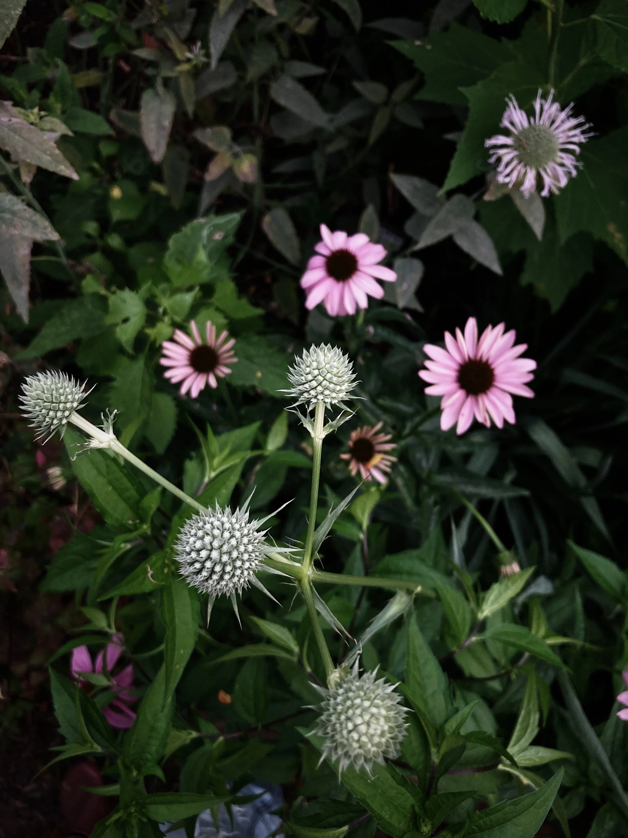 BD4A5C4E-5D10-4468-B36C-8843F32FC0C9.jpg