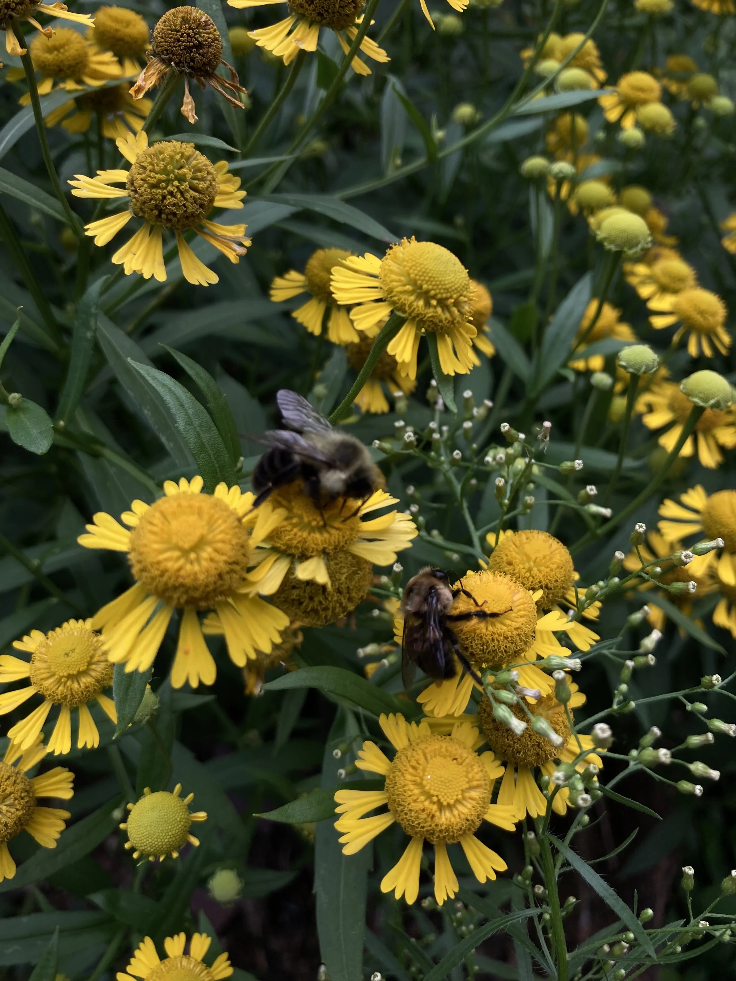 IMG_8725.jpeg