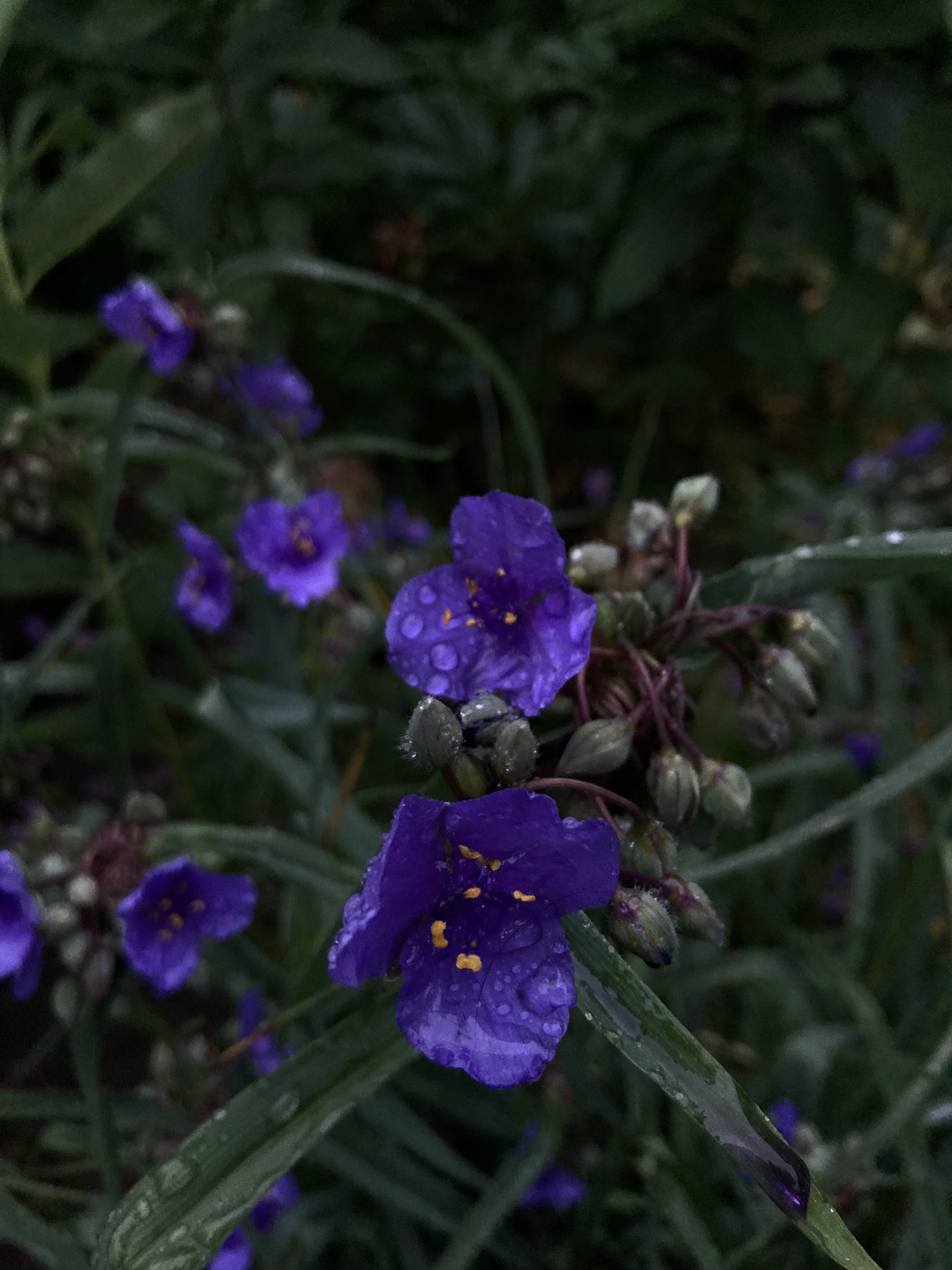 IMG_7911.jpeg