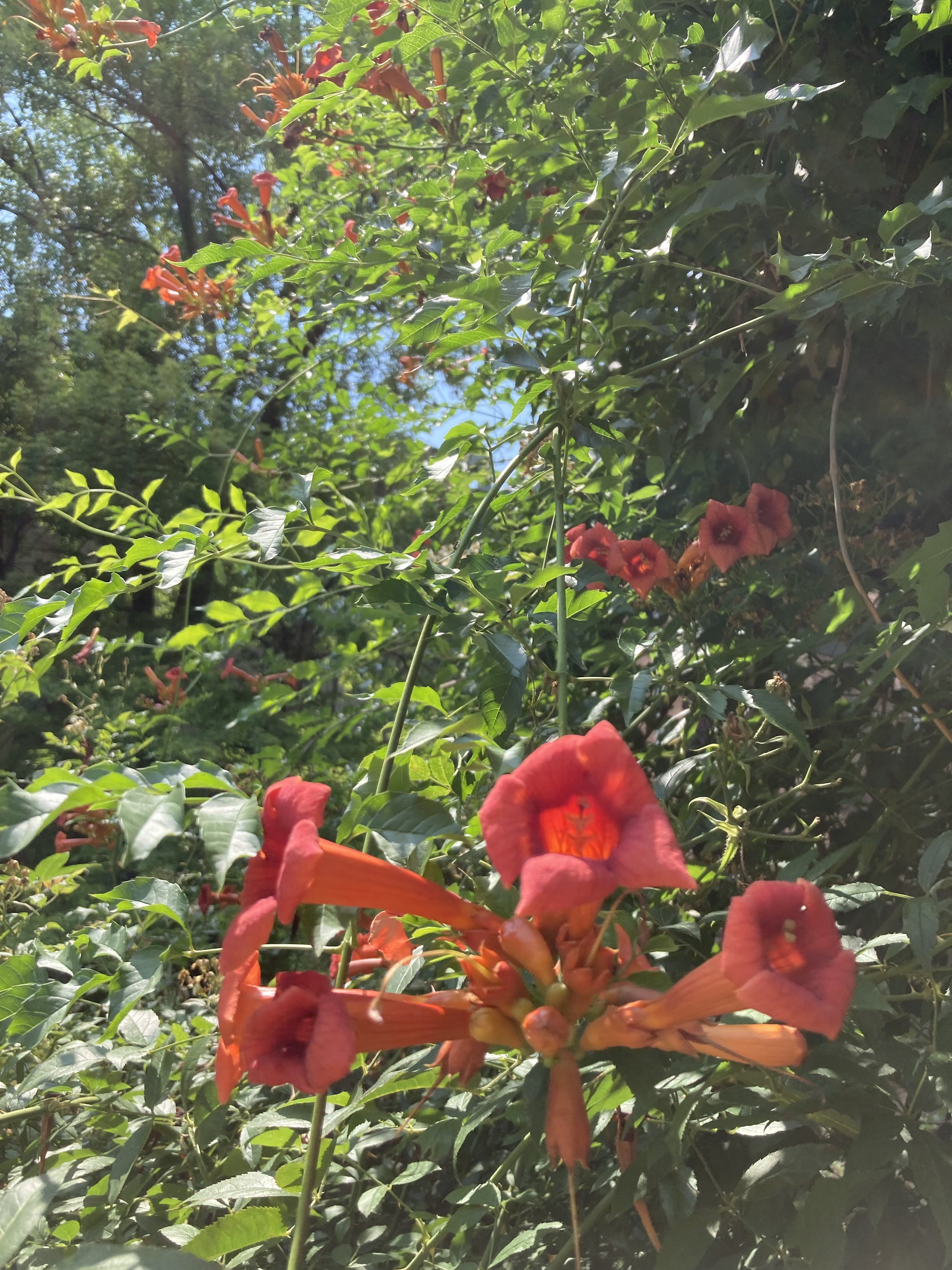 IMG_7936.jpeg