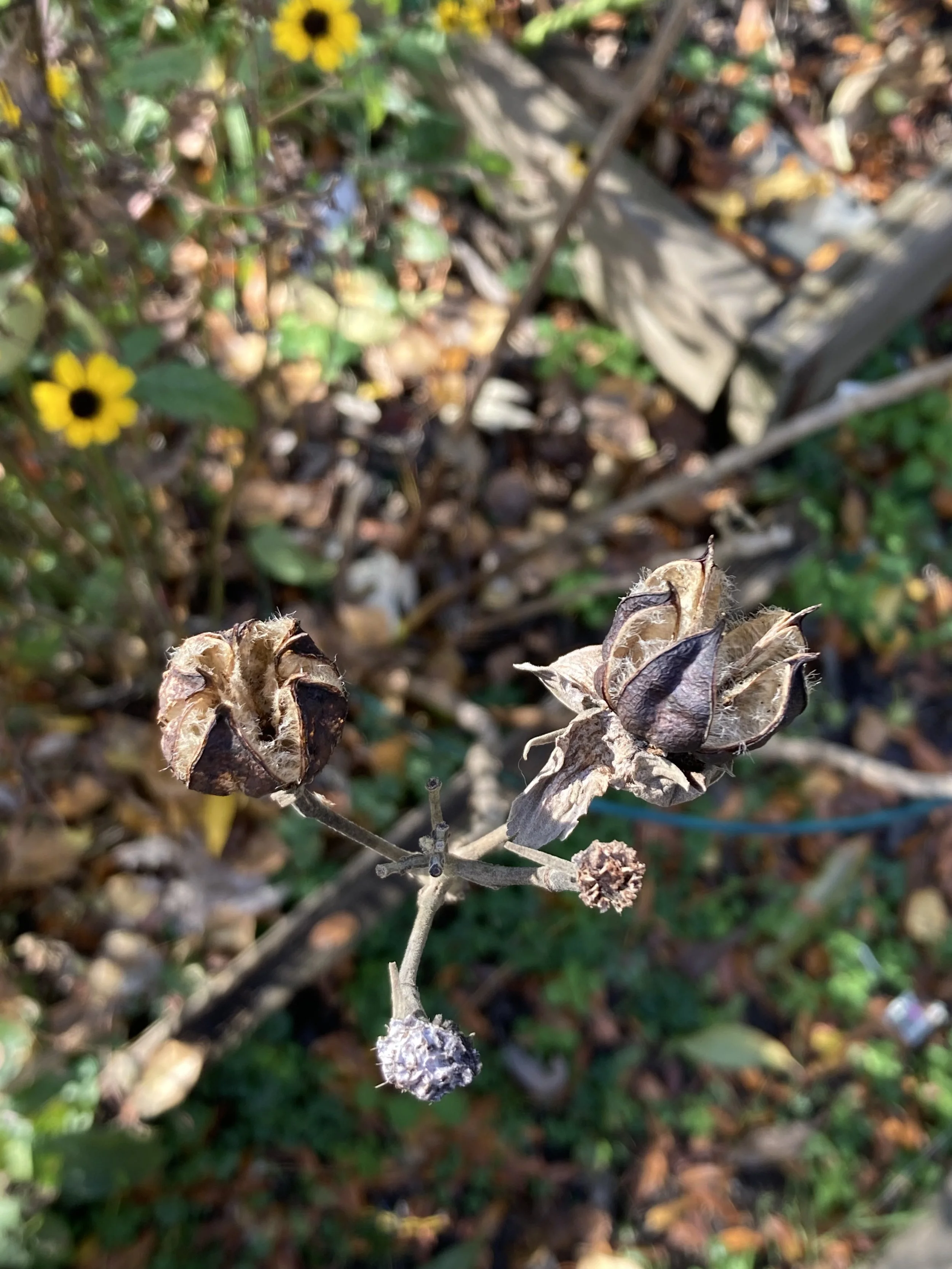 IMG_4904.jpeg