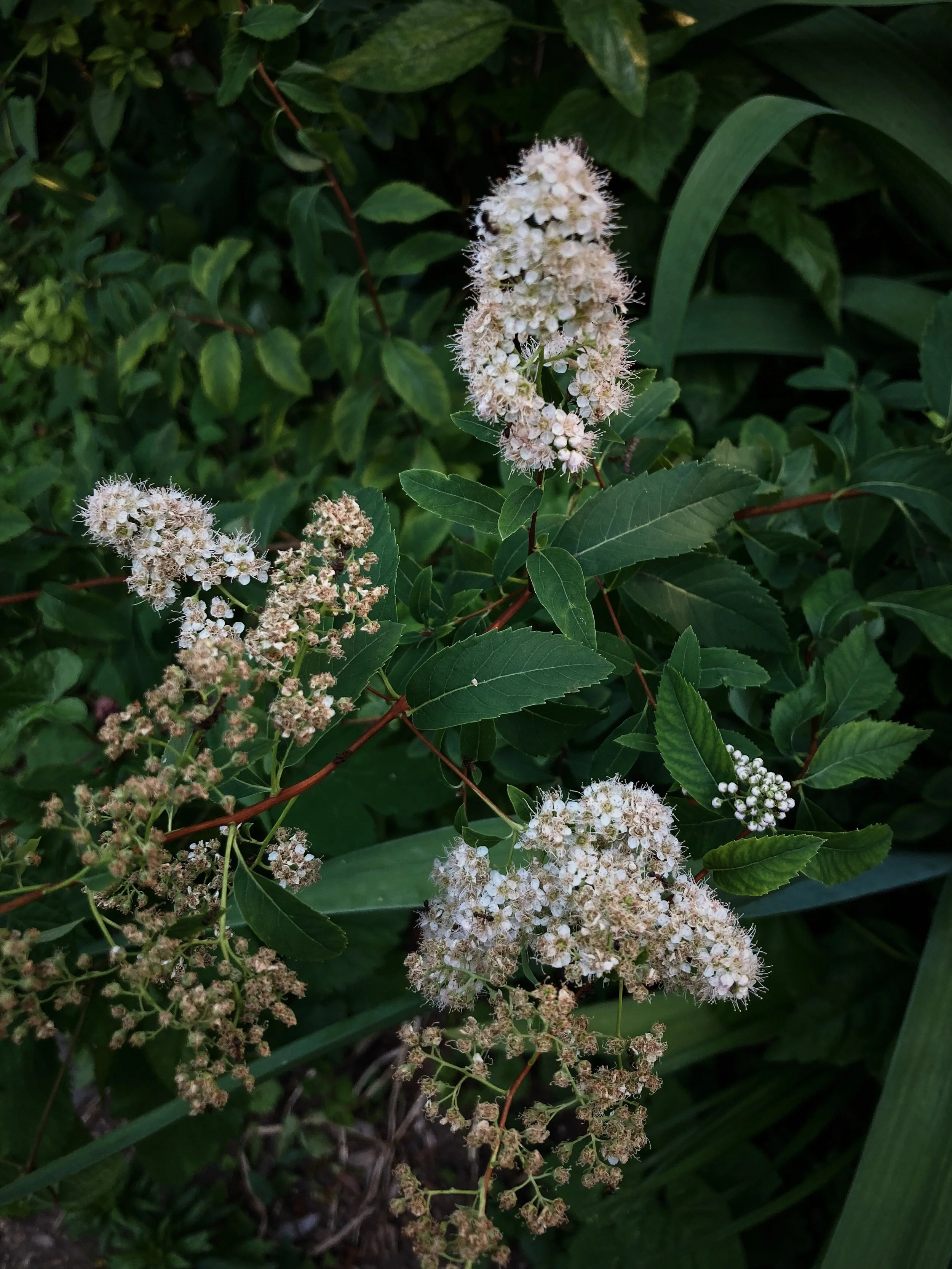 FD086C34-ABEA-4786-B873-649B9E734AA1.jpg