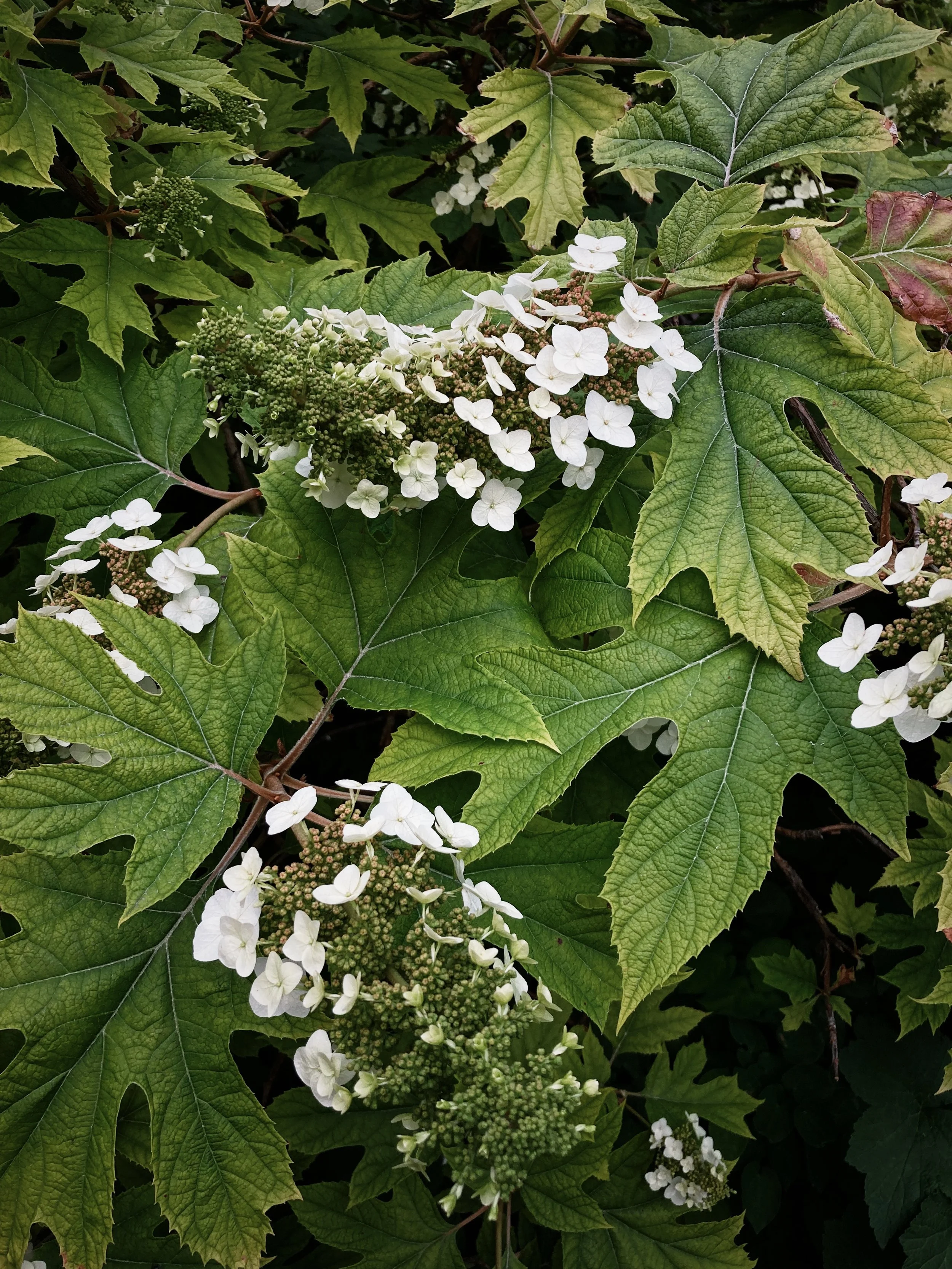 1EBDEA08-B9B6-4B00-A9F6-27435D96CA47.jpg