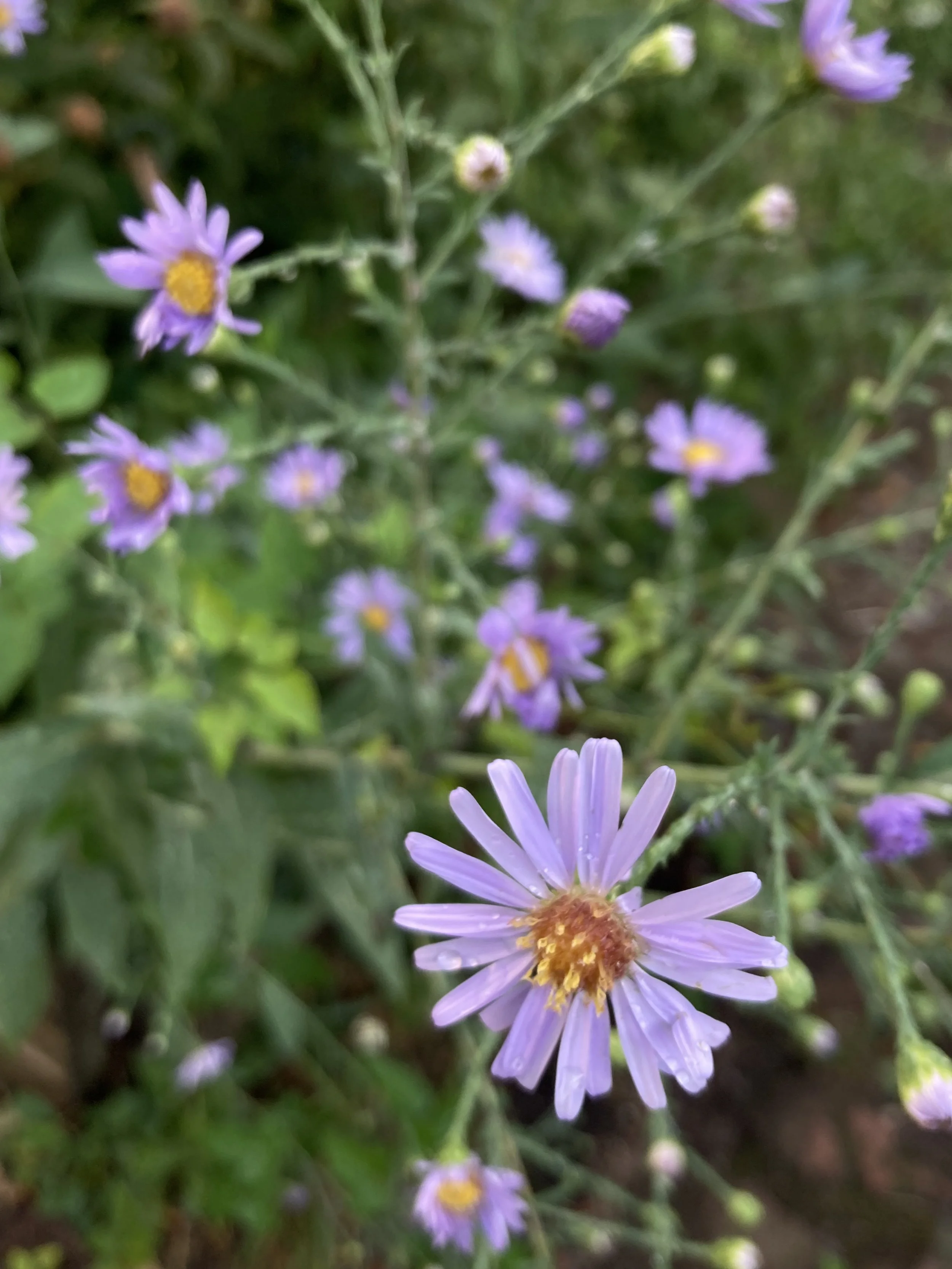 IMG_9654.jpeg