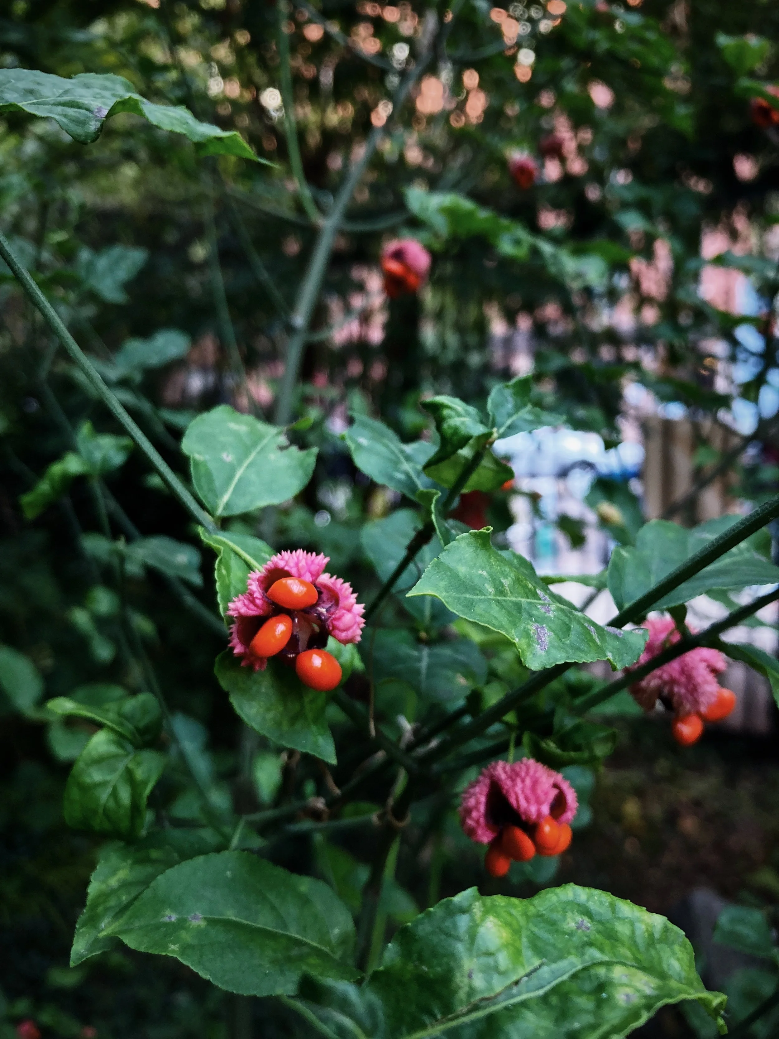 IMG_0644.jpeg