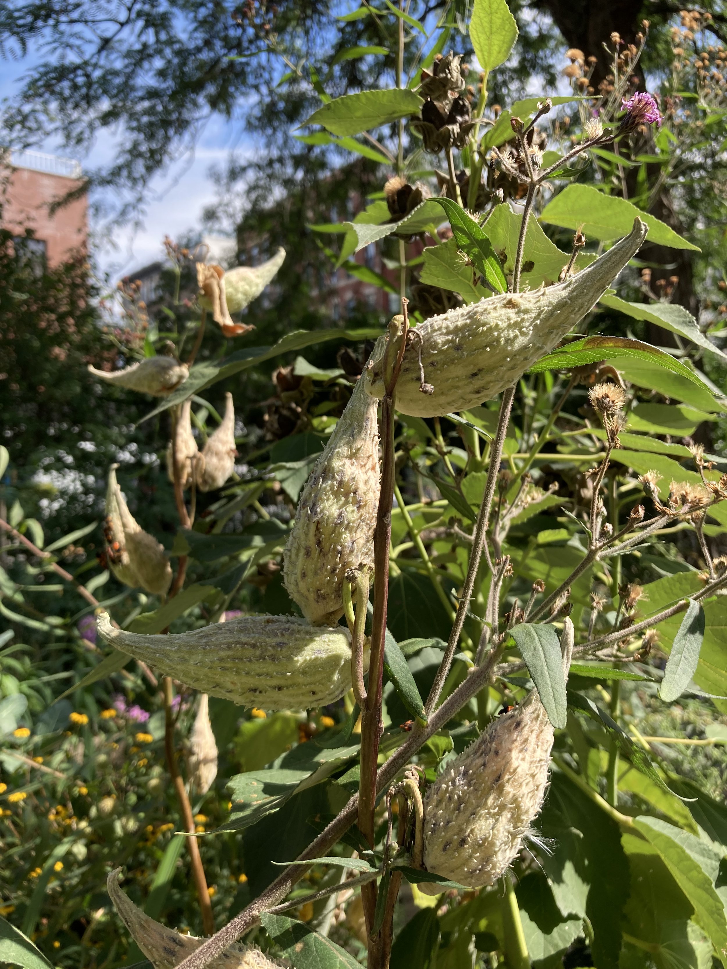 IMG_3412.jpeg