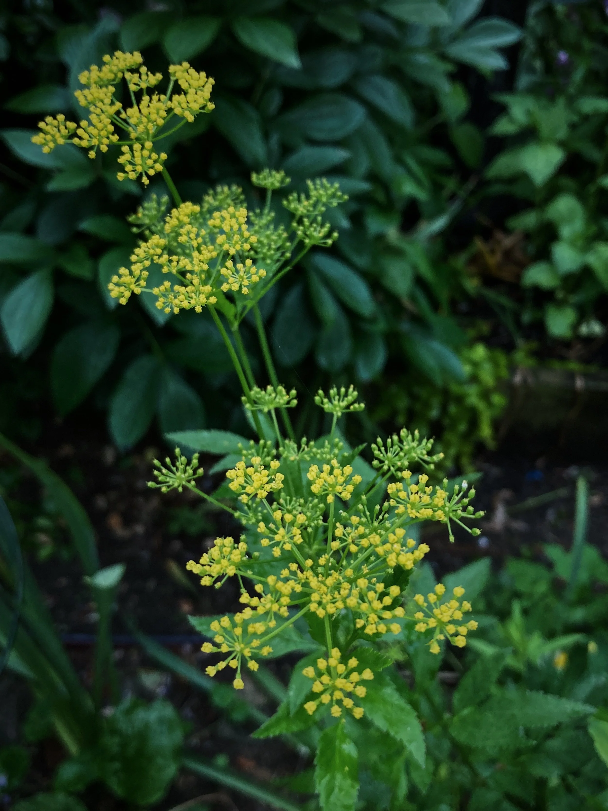 B7DF0261-D248-4E84-86ED-791856FE6516.jpg