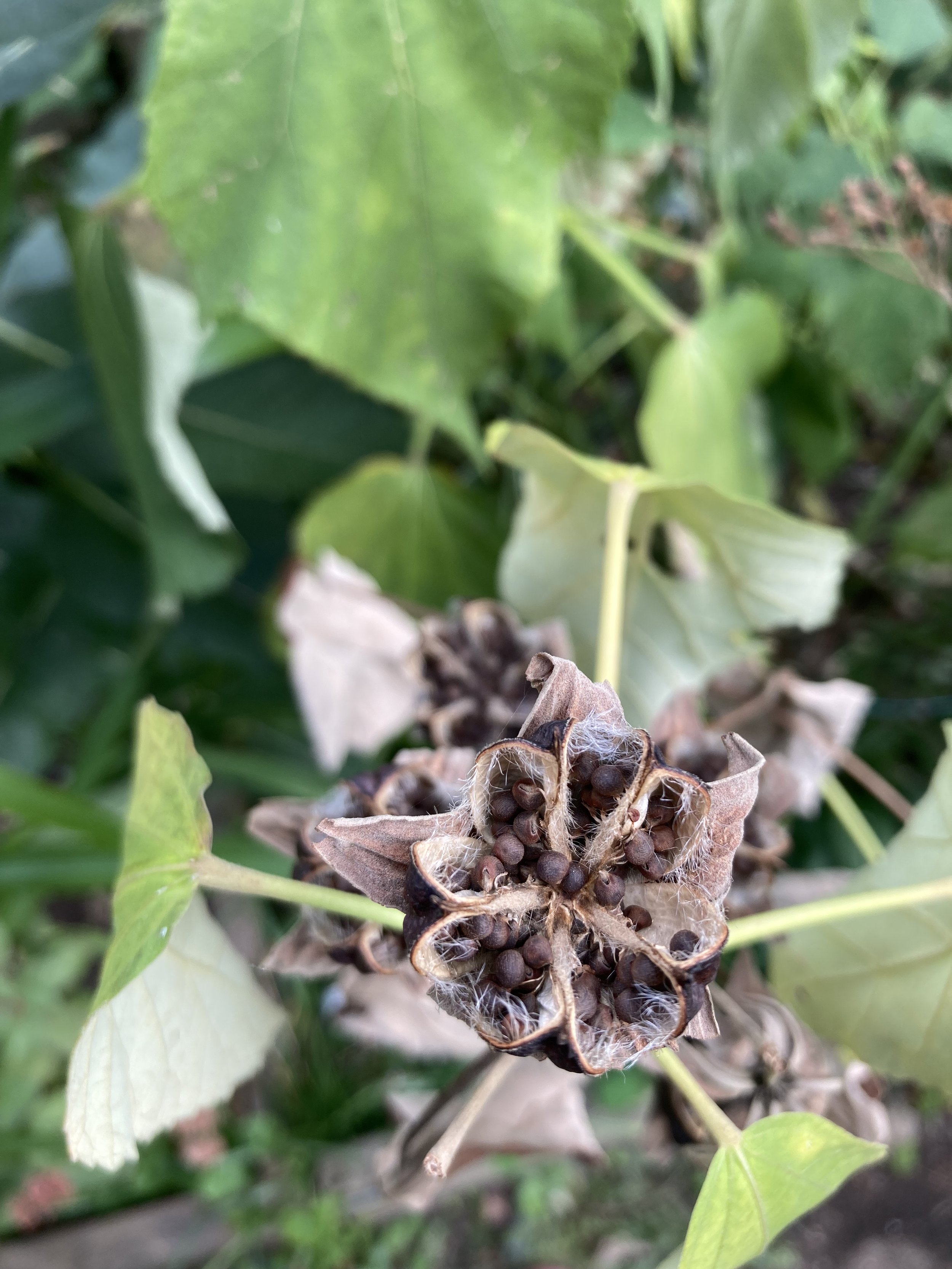 IMG_0581.jpeg