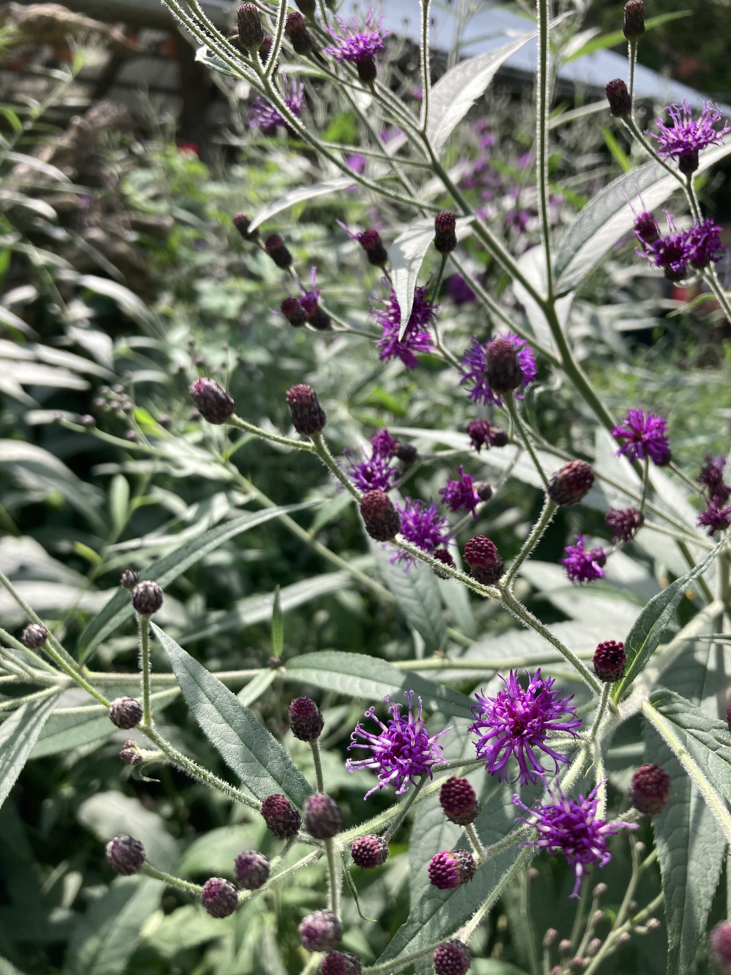 IMG_0252.jpeg