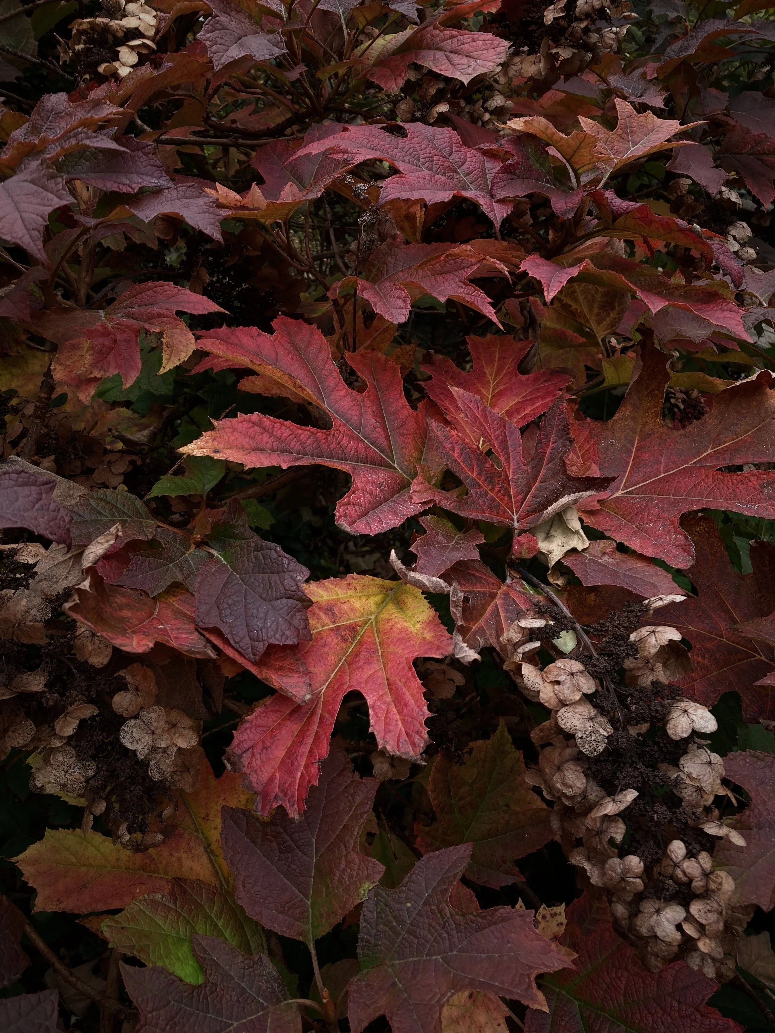 939298A8-B8C4-44CF-AA7E-D0215EC59C78.jpg