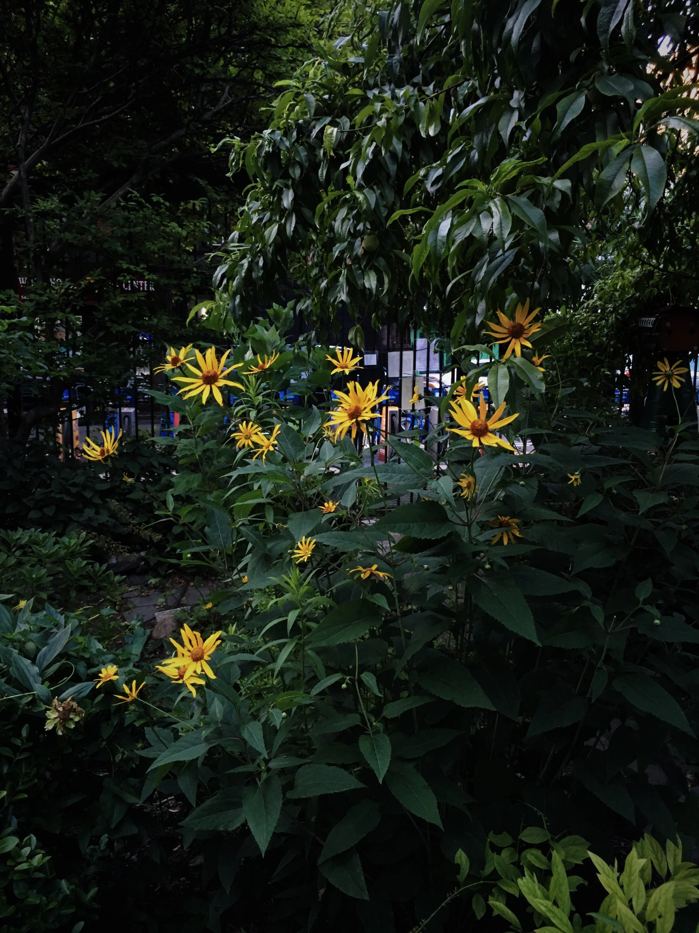 C677E134-71FF-423E-A086-BCEDF804949D.jpg
