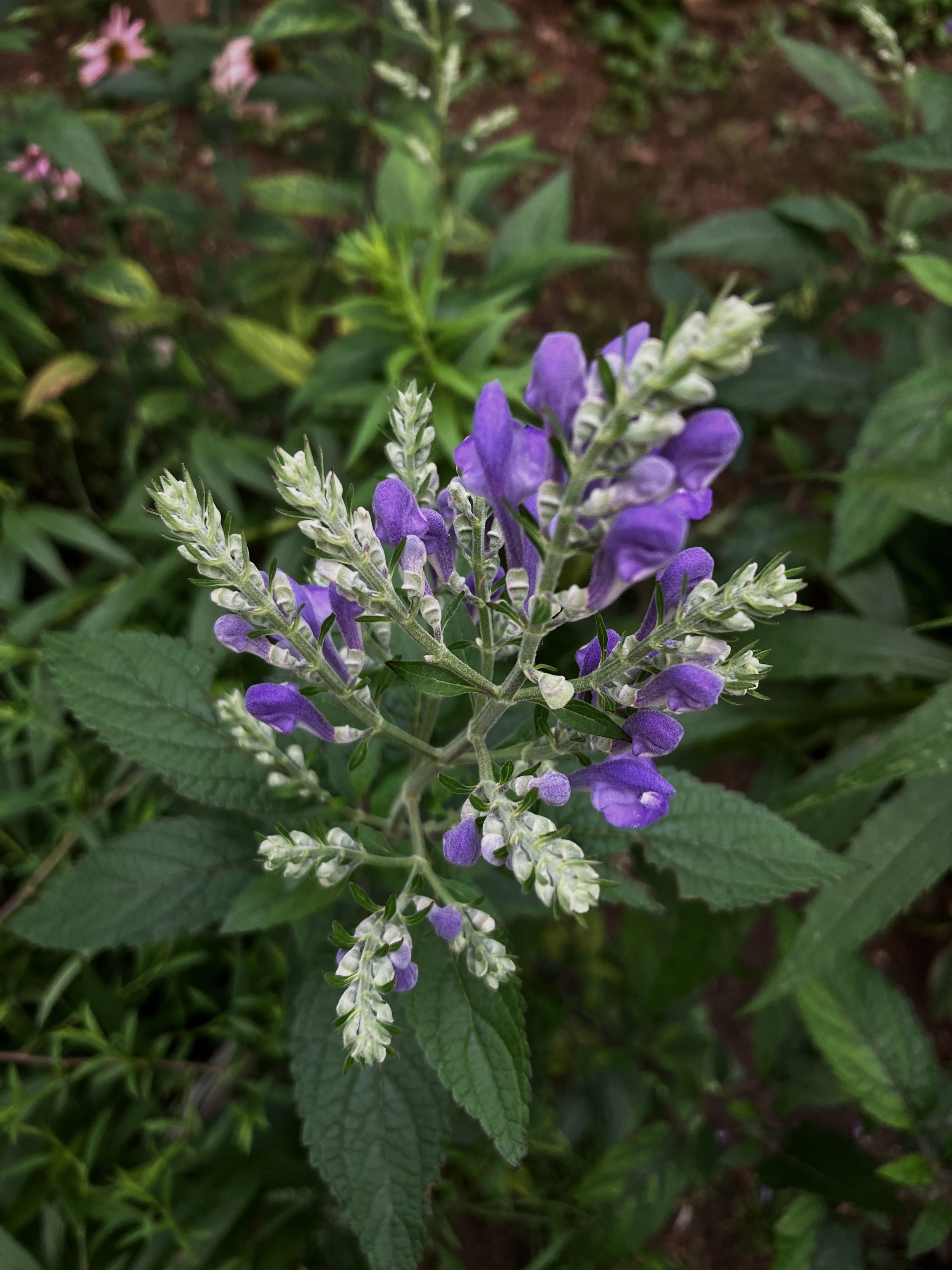 CF721902-DD46-4AFB-83C0-7EE3228ECA94.jpg
