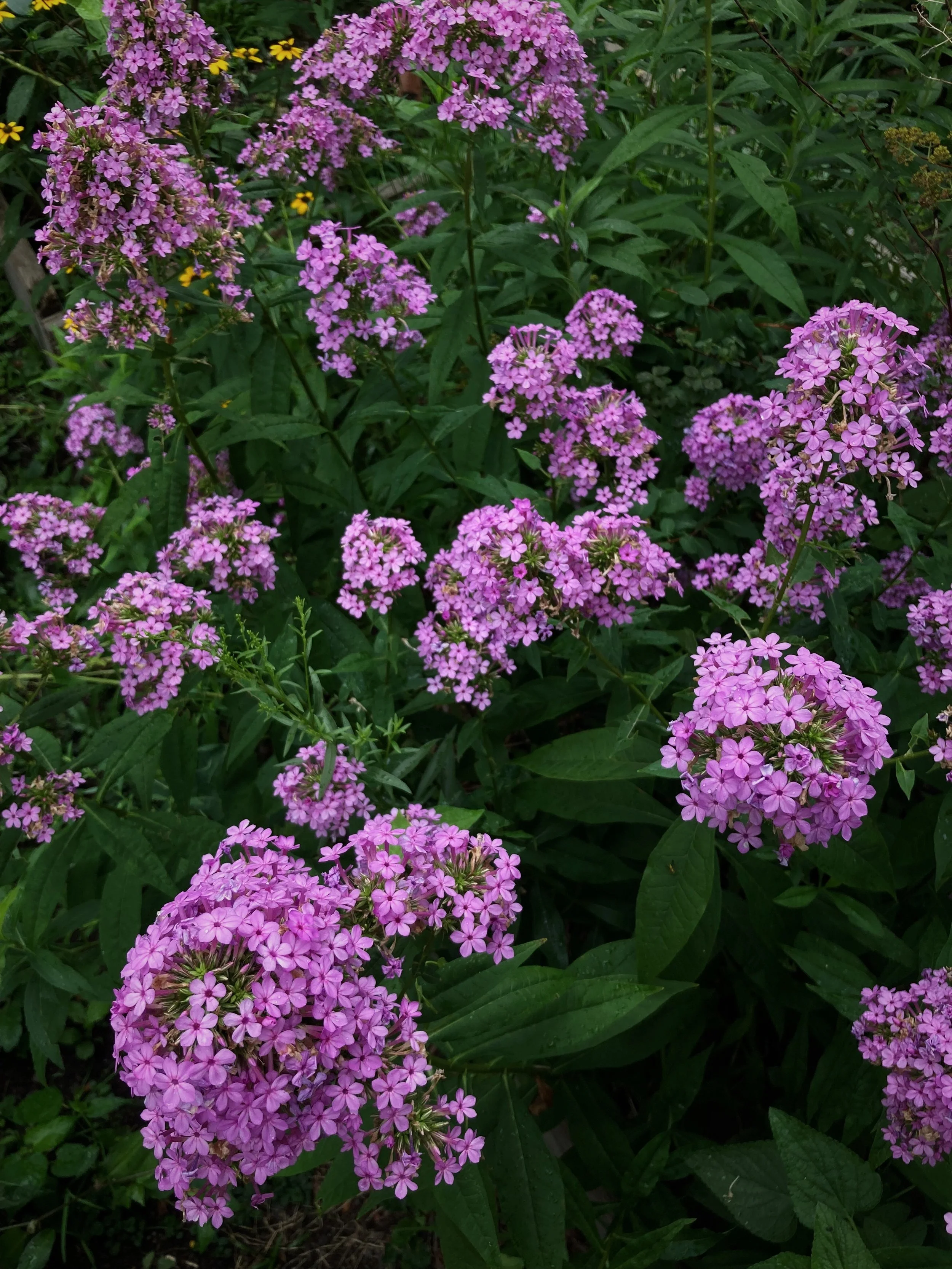 4D1D741C-418E-4880-9E12-8665FA609AC0.jpg