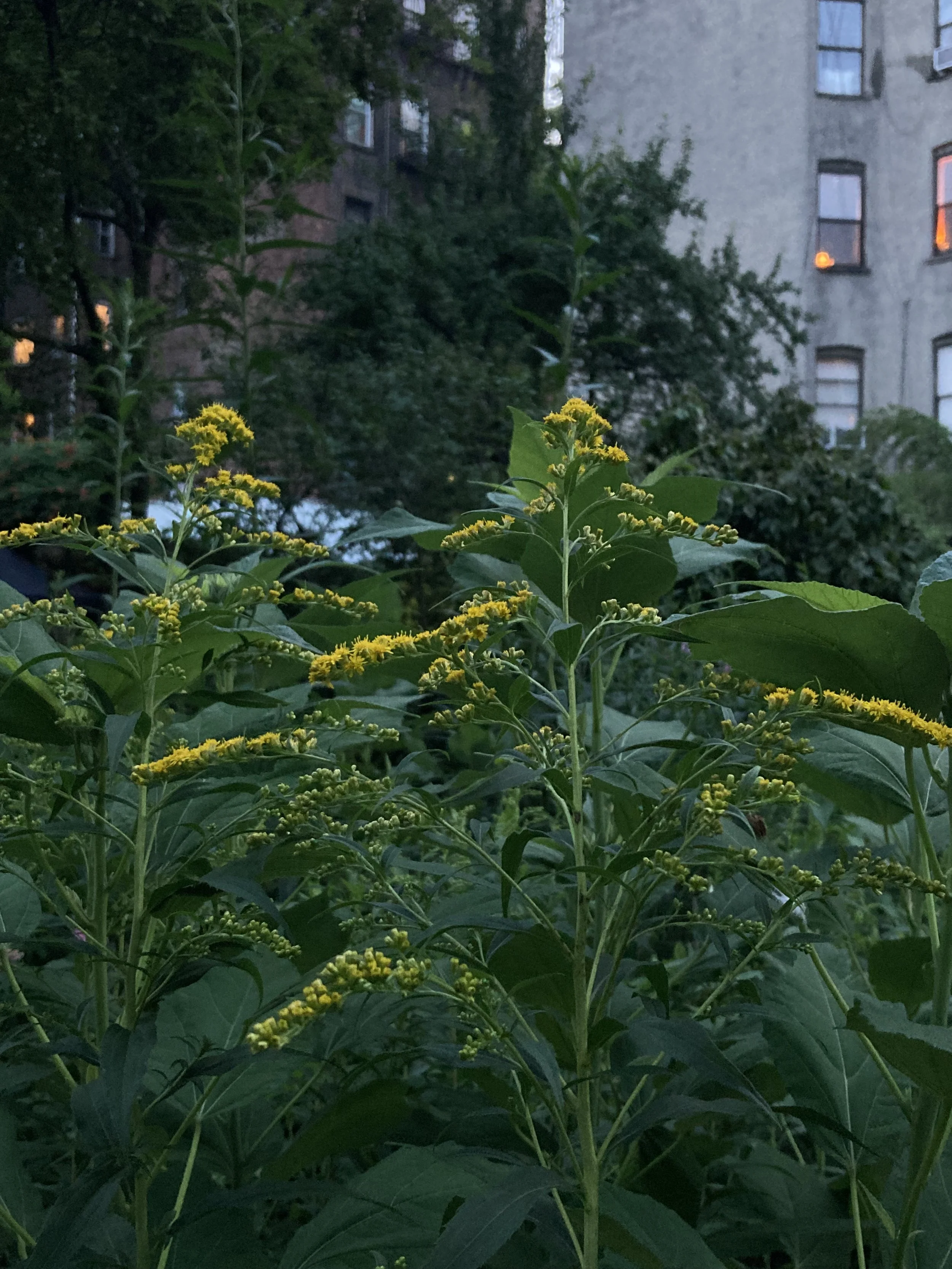 IMG_3032.jpeg