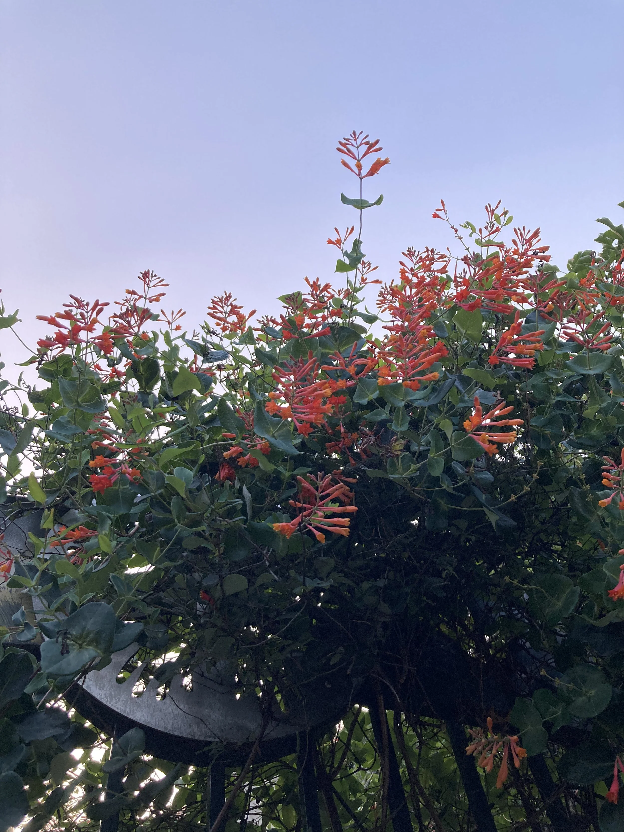 IMG_8329.jpeg