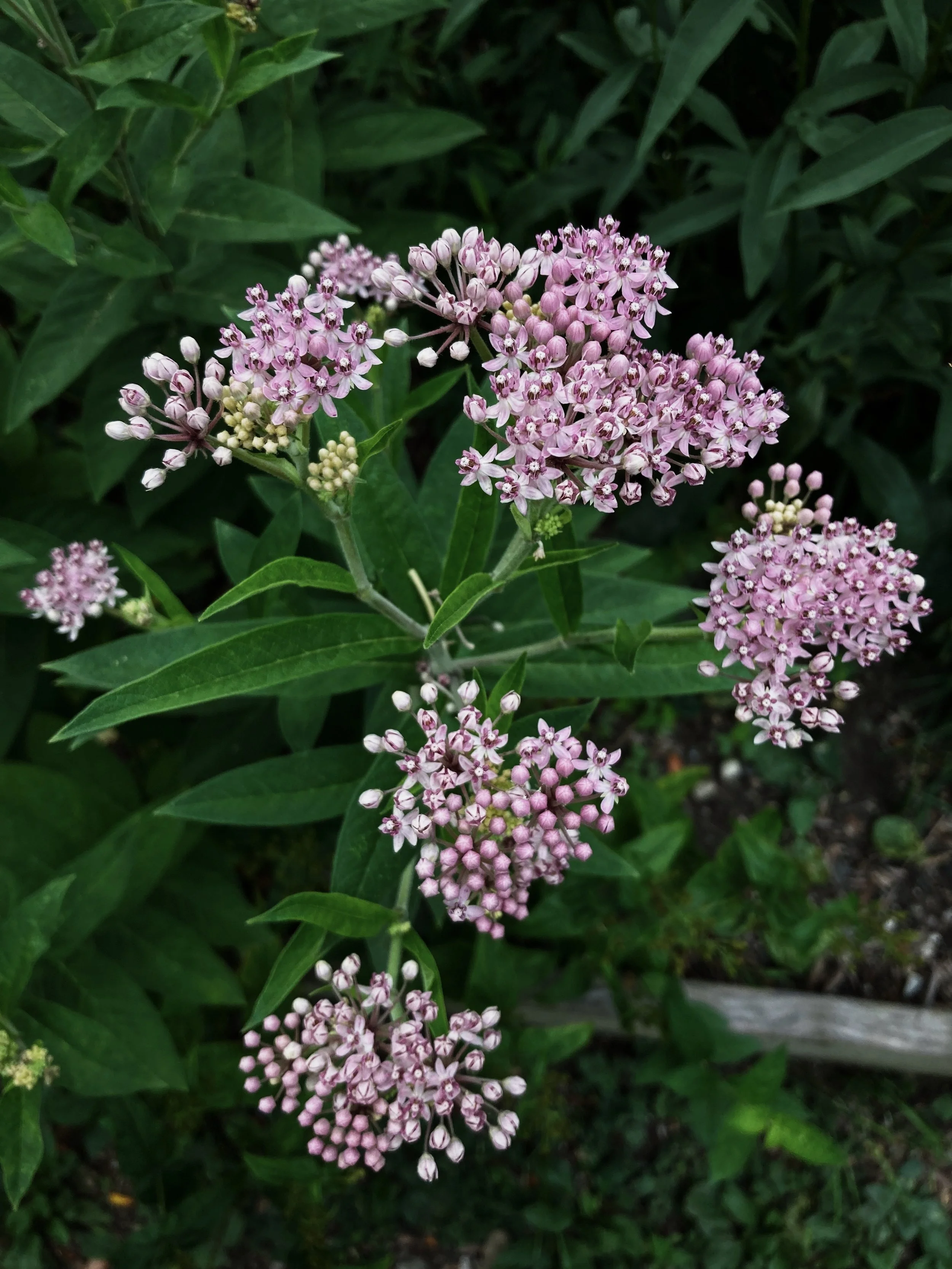B93E0659-A4EB-46D1-AB08-B1B35A3171B8.jpg