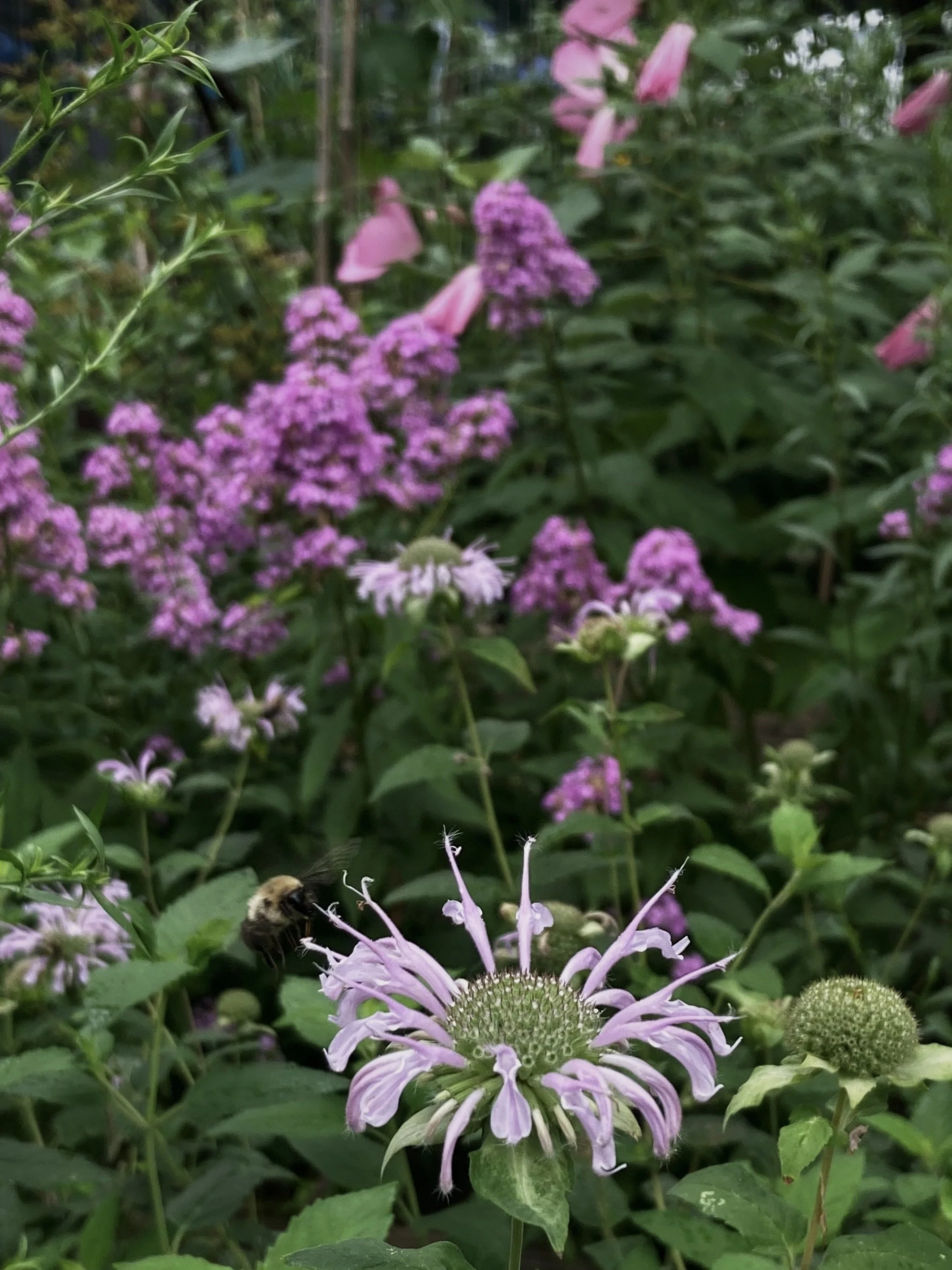 68148881-6492-4419-BEE9-0A7E05E60D09.jpg
