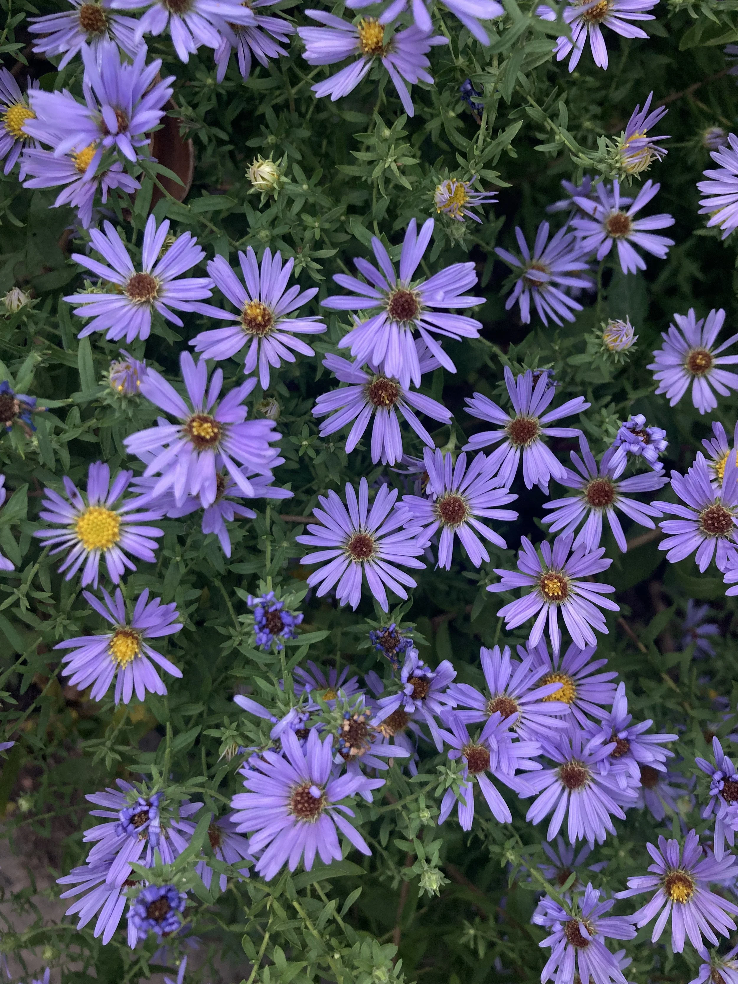 IMG_0152.jpeg