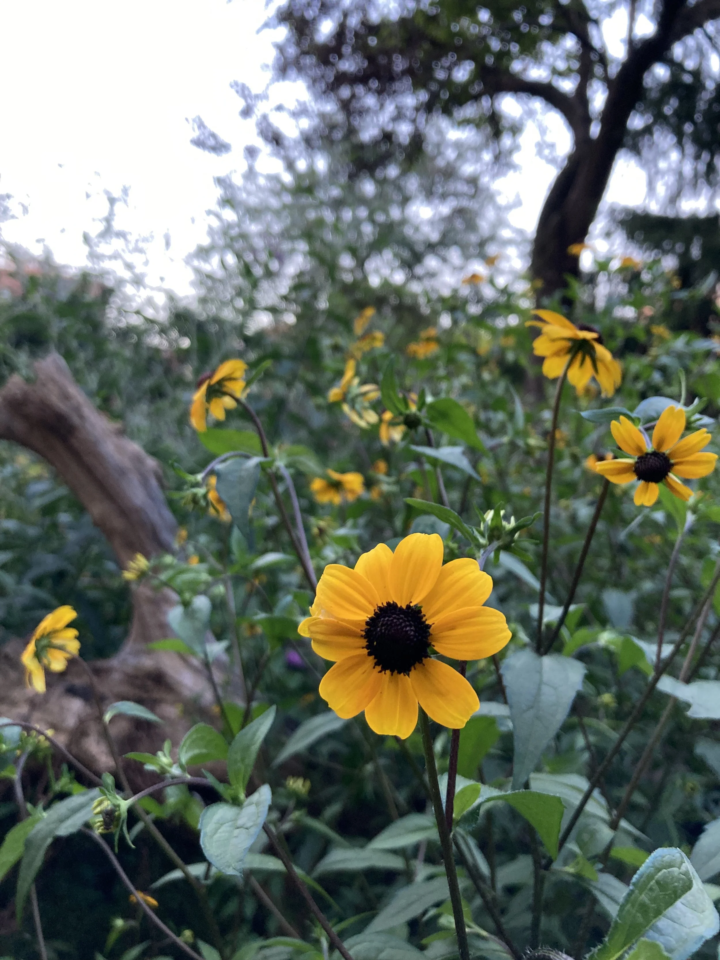 IMG_8269.jpeg