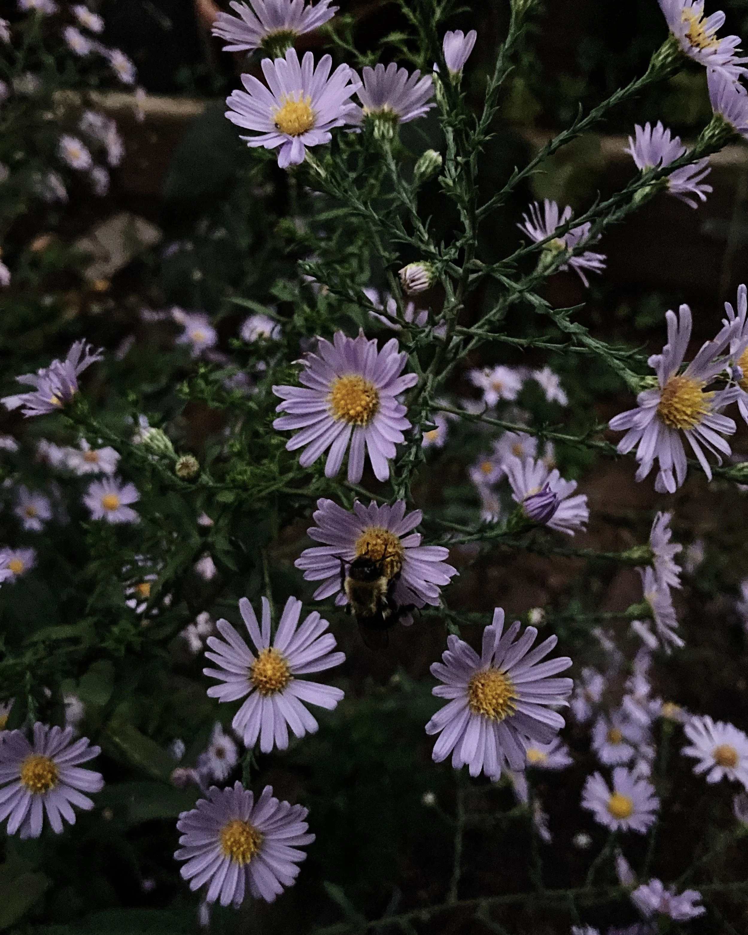 2E46C20B-7D0B-4D1F-92C4-C57FAC548E3B.jpg