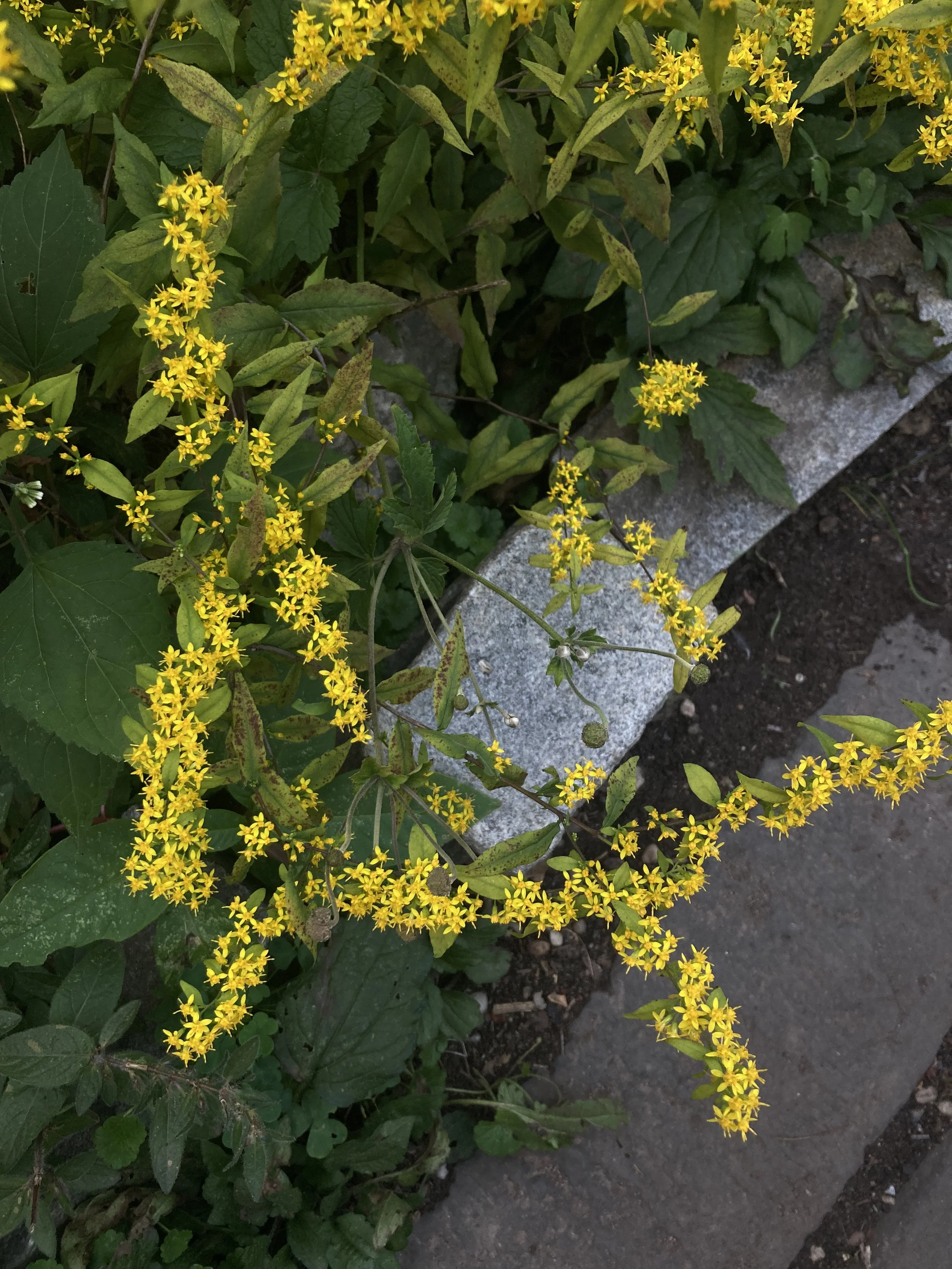 IMG_0144.jpeg