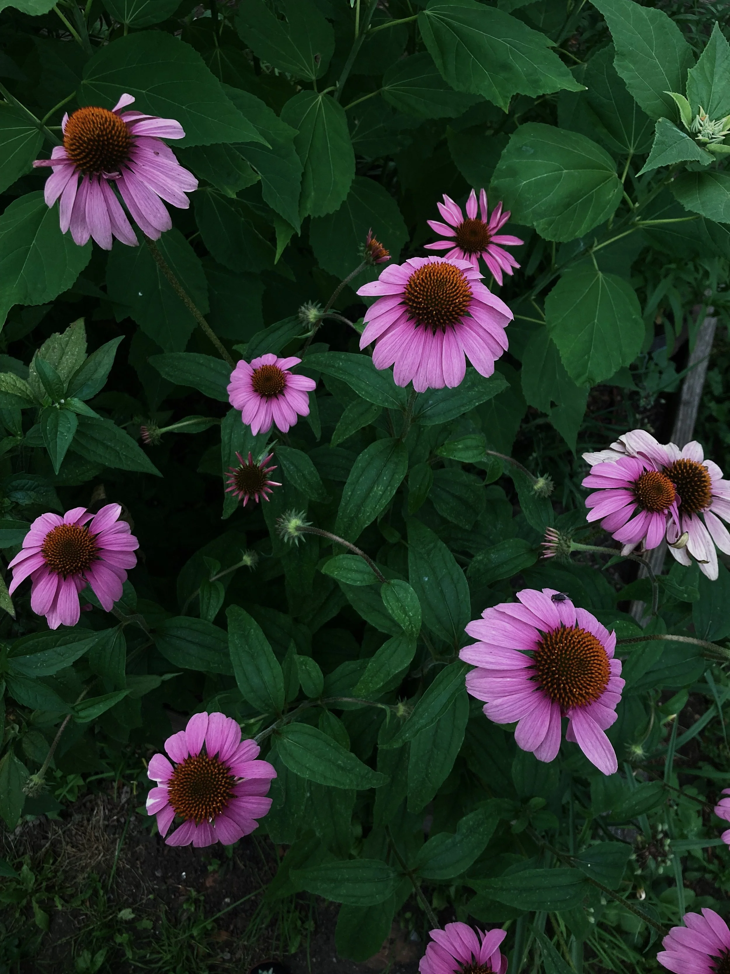 A0123D80-EC53-4CB8-A7DF-504DC96007EB.jpg