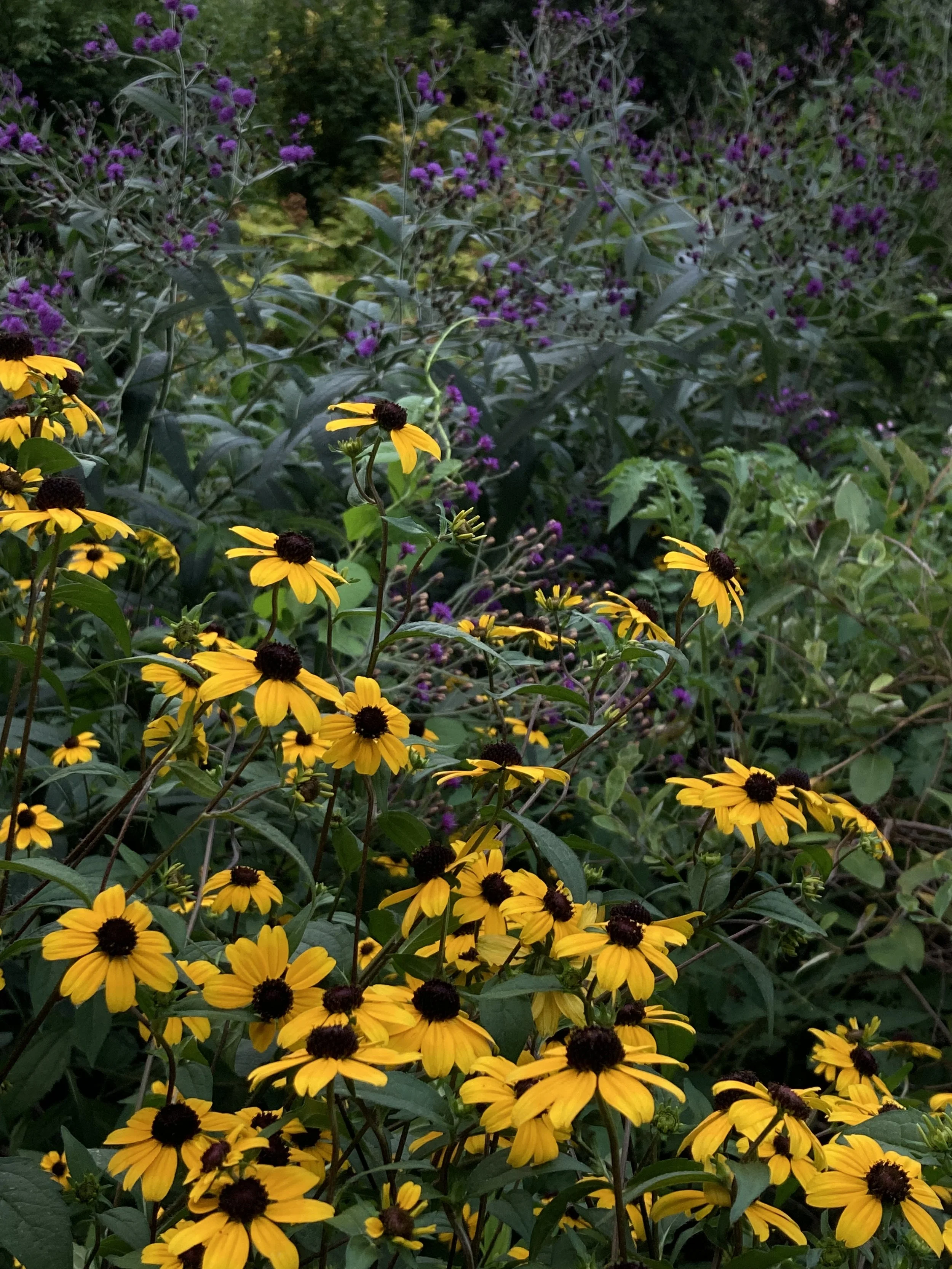 IMG_8911.jpeg