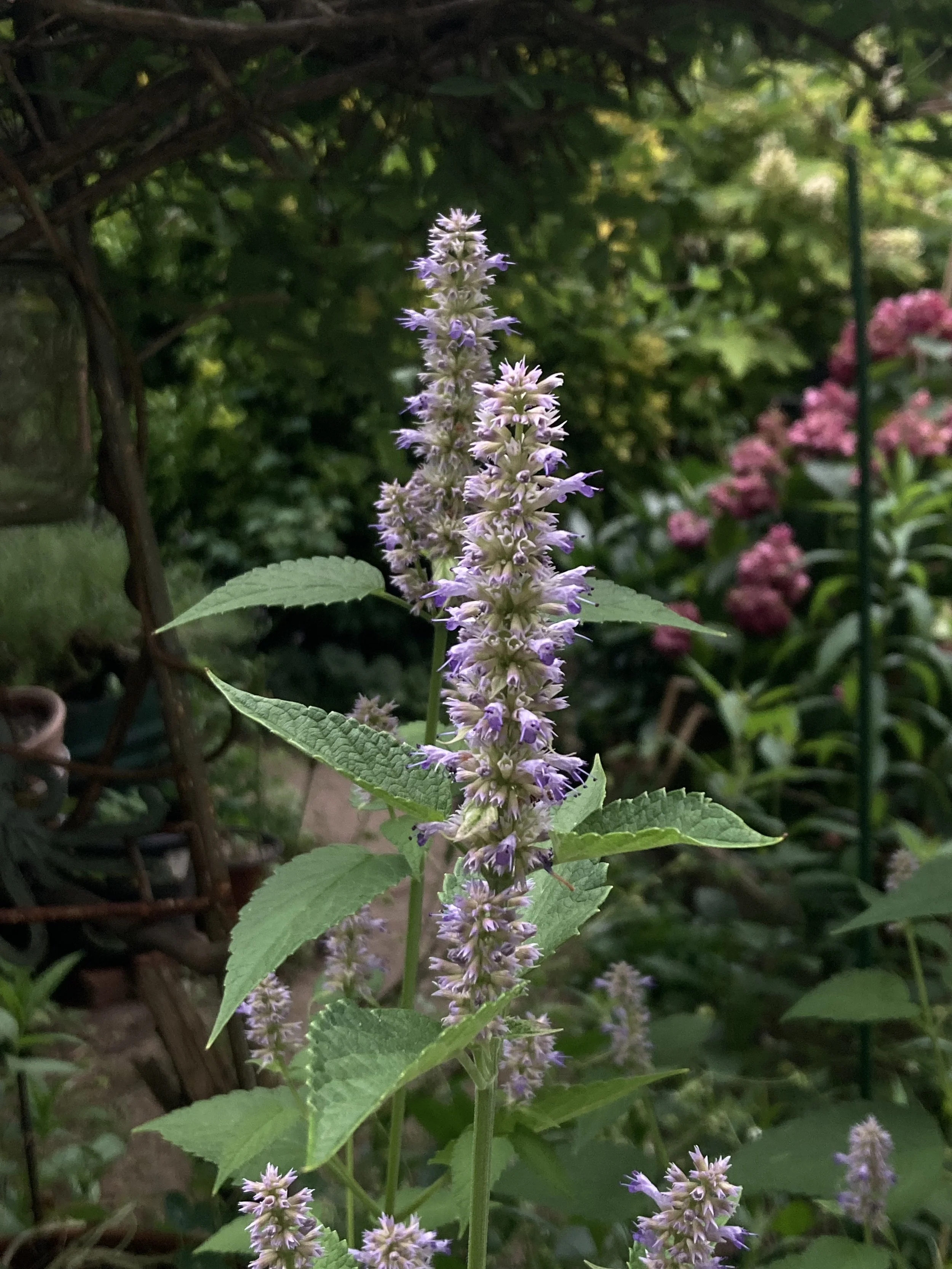 IMG_8109.jpeg