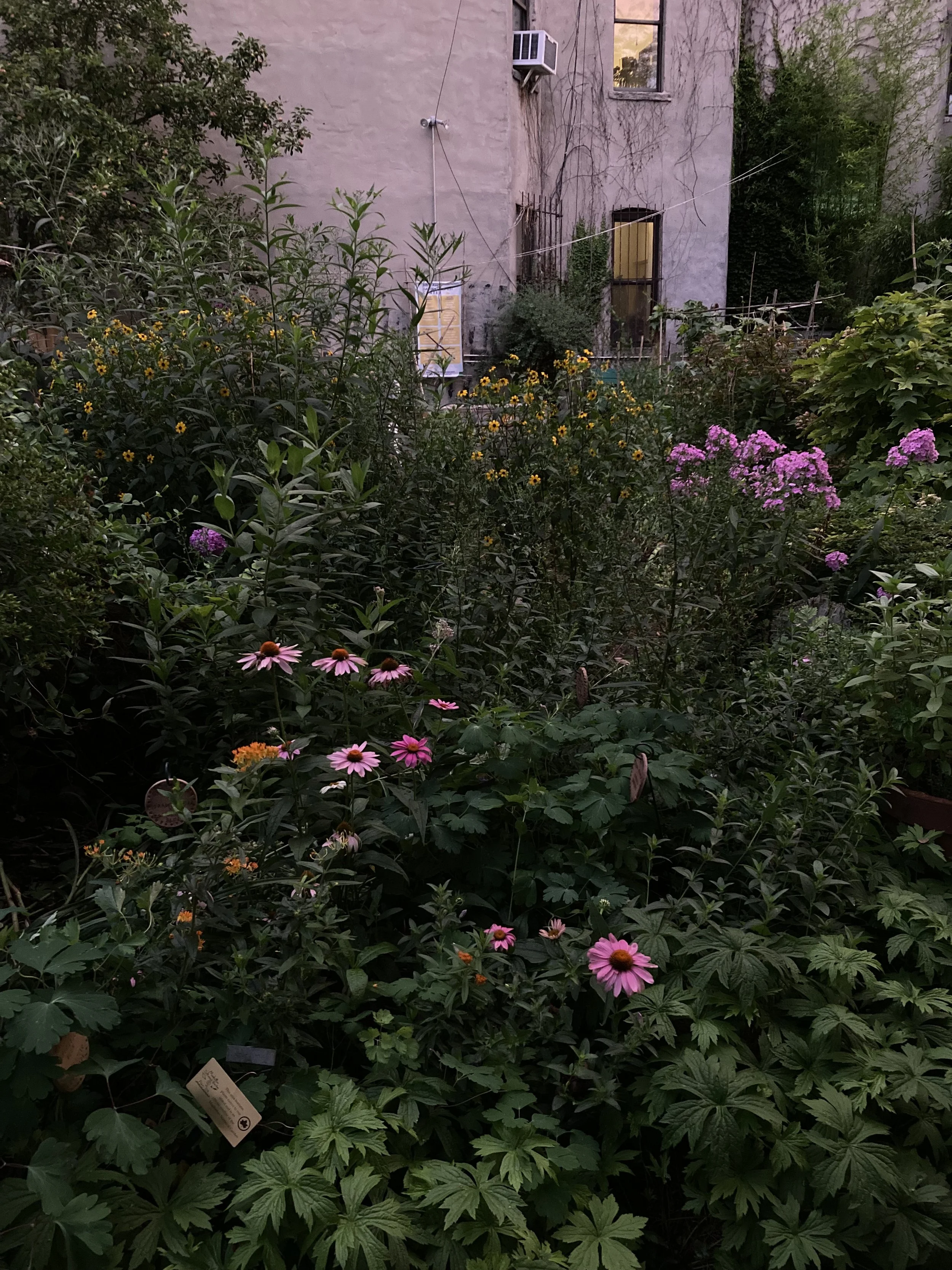 IMG_3687.jpeg