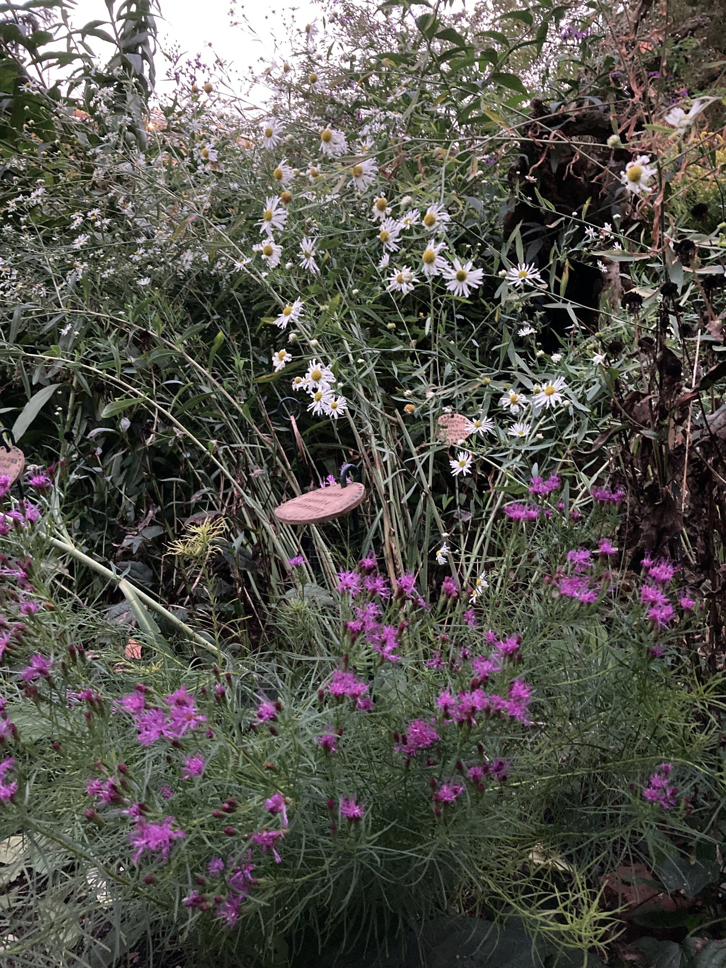 IMG_4151.jpeg