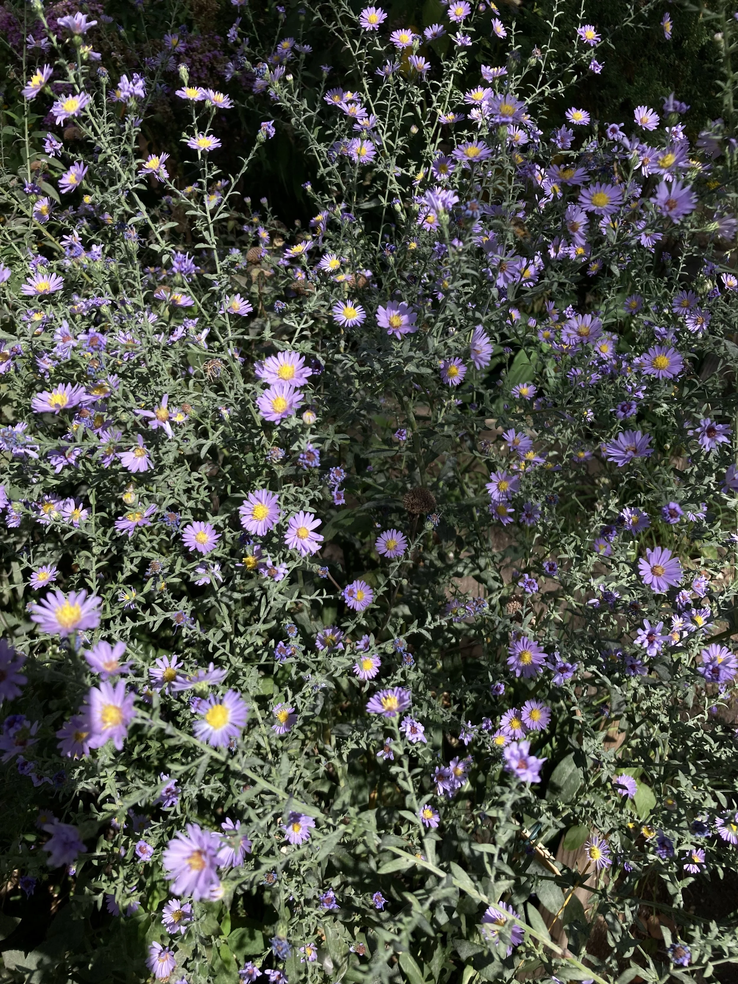 IMG_3405.jpeg