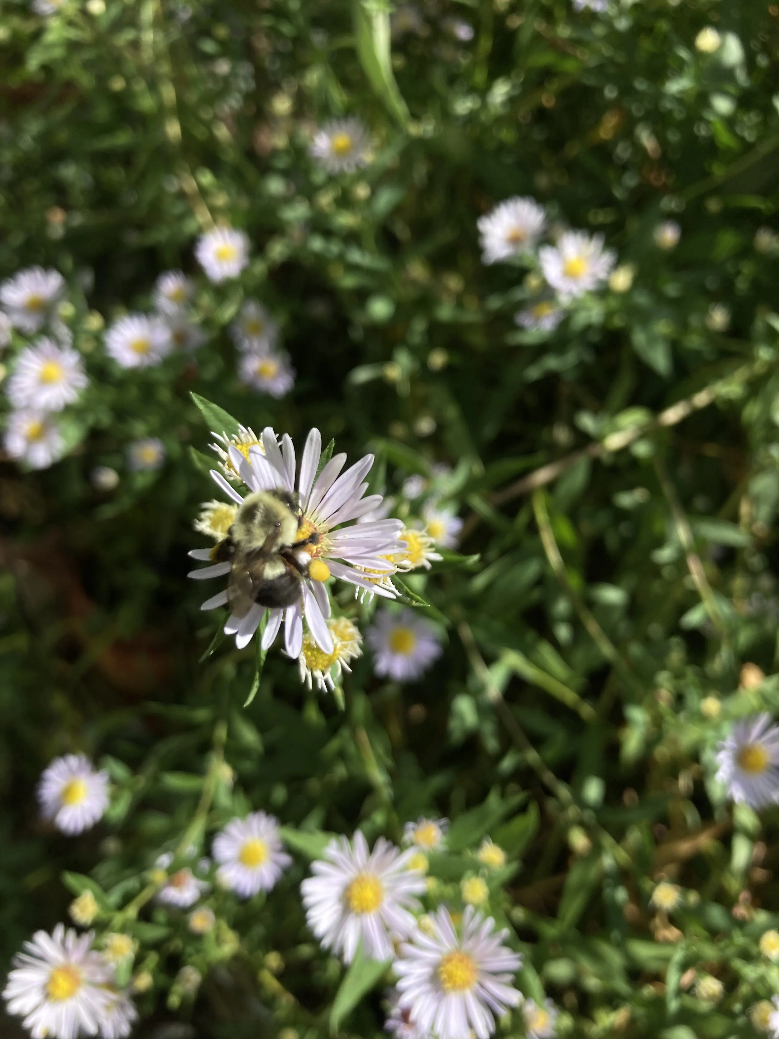 IMG_3402.jpeg