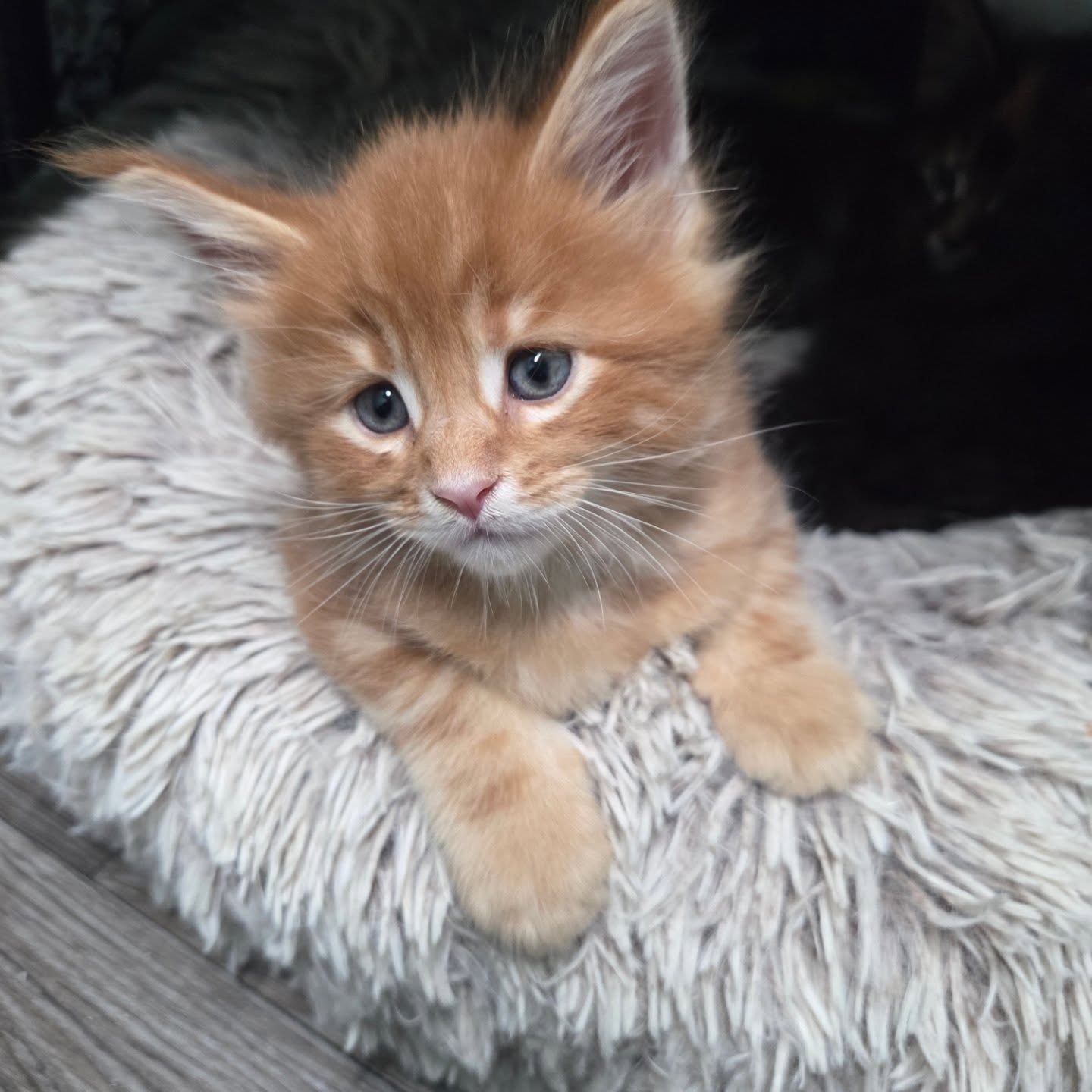 Handsome red boy...
.
.
#meowmeadow.com #meowmainecoons.com #meowmeadowmainecoons.com #cluckermeadowsfarm #mainecoon #mainecoons #cats #kittens #kittenlove #cutecats #cute