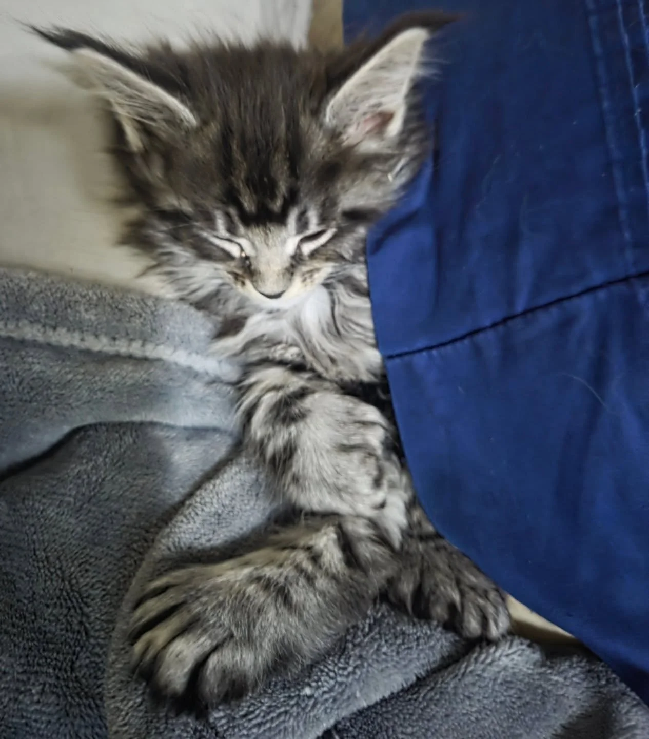 Sleeping between two pillows mittens up... this little guy is available, inquire for information...
.
.
#kittensofinstagram, #kitty, #cutekitten, #catlover, #catstagram, #instacat, #catoftheday, #meow, #catlife, #purr, #adorable, #cats #cuteanimals, 