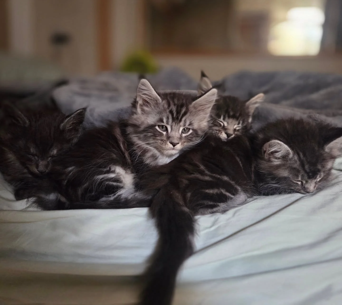 Cuteness to start your week...
.
.
#kittensofinstagram, #kitty, #cutekitten, #catlover, #catstagram, #instacat, #catoftheday, #meow, #catlife, #purr, #adorable, #cats #cuteanimals, #funnycats, #fluffy, #catlove, #kittenlove,  #mainecoon, #mainecoons,