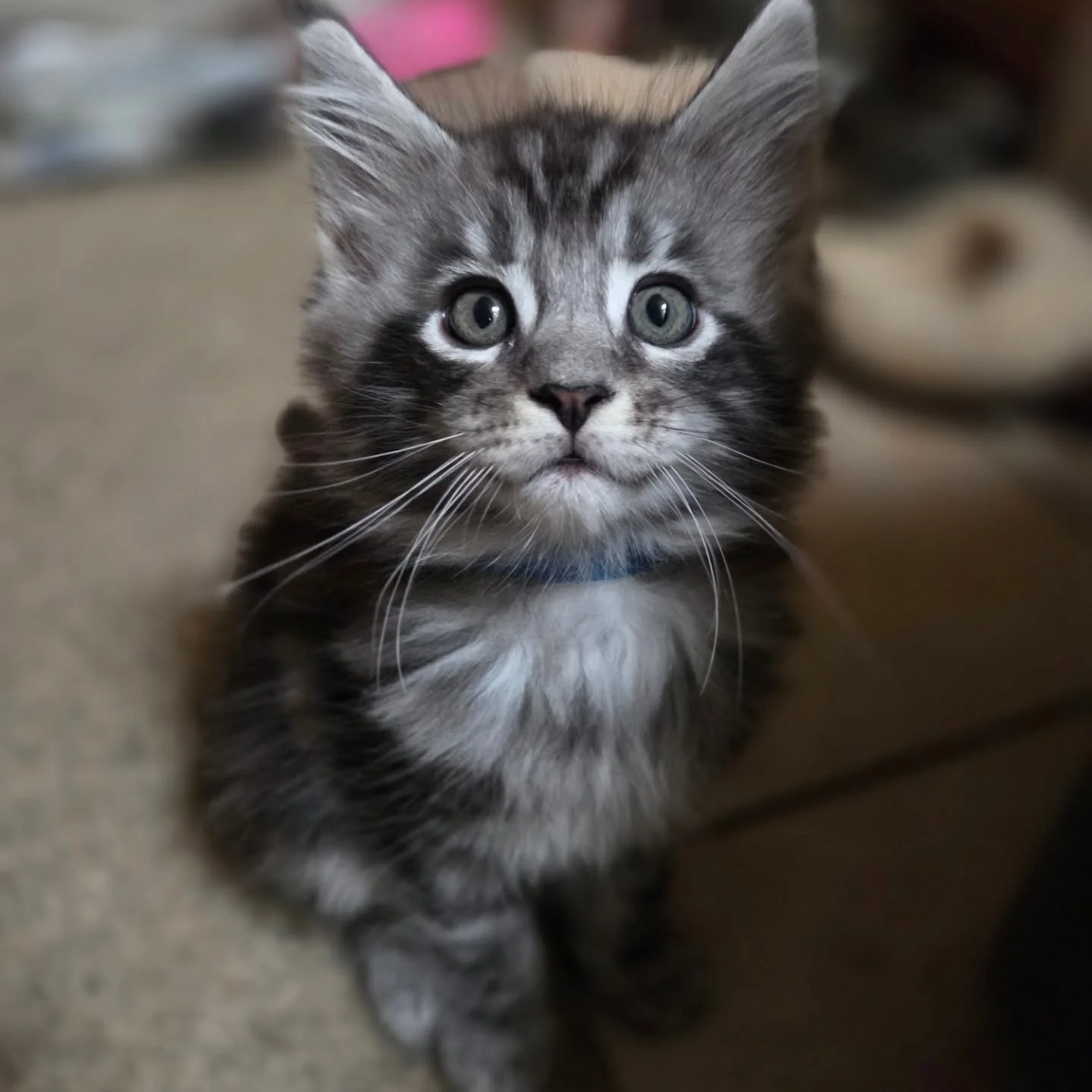 Happy Wednesday everyone...
.
.
#kittensofinstagram, #kitty, #cutekitten, #catlover, #catstagram, #instacat, #catoftheday, #meow, #catlife, #purr, #adorable, #cats #cuteanimals, #funnycats, #fluffy, #catlove, #kittenlove,  #mainecoon, #mainecoons, #c