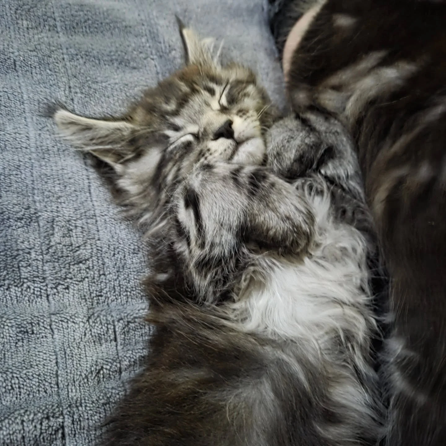 Paws up nap time...
.
.
#kittensofinstagram, #kitty, #cutekitten, #catlover, #catstagram, #instacat, #catoftheday, #meow, #catlife, #purr, #adorable, #cats #cuteanimals, #funnycats, #fluffy, #catlove, #kittenlove,  #mainecoon, #mainecoons, #cats, #ki