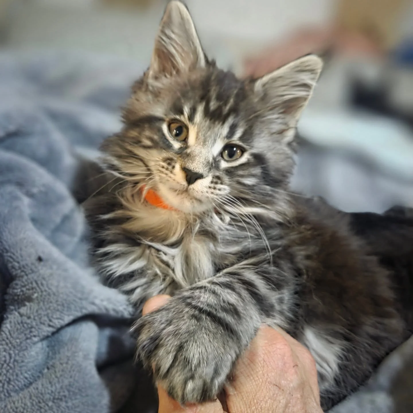 This big pawed beauty is looking for her forever home... she is snuggly as can be. Info on meowmeadowmainecoons.com 
.
.
#kittensofinstagram, #kitty, #cutekitten, #catlover, #catstagram, #instacat, #catoftheday, #meow, #catlife, #purr, #adorable, #ca