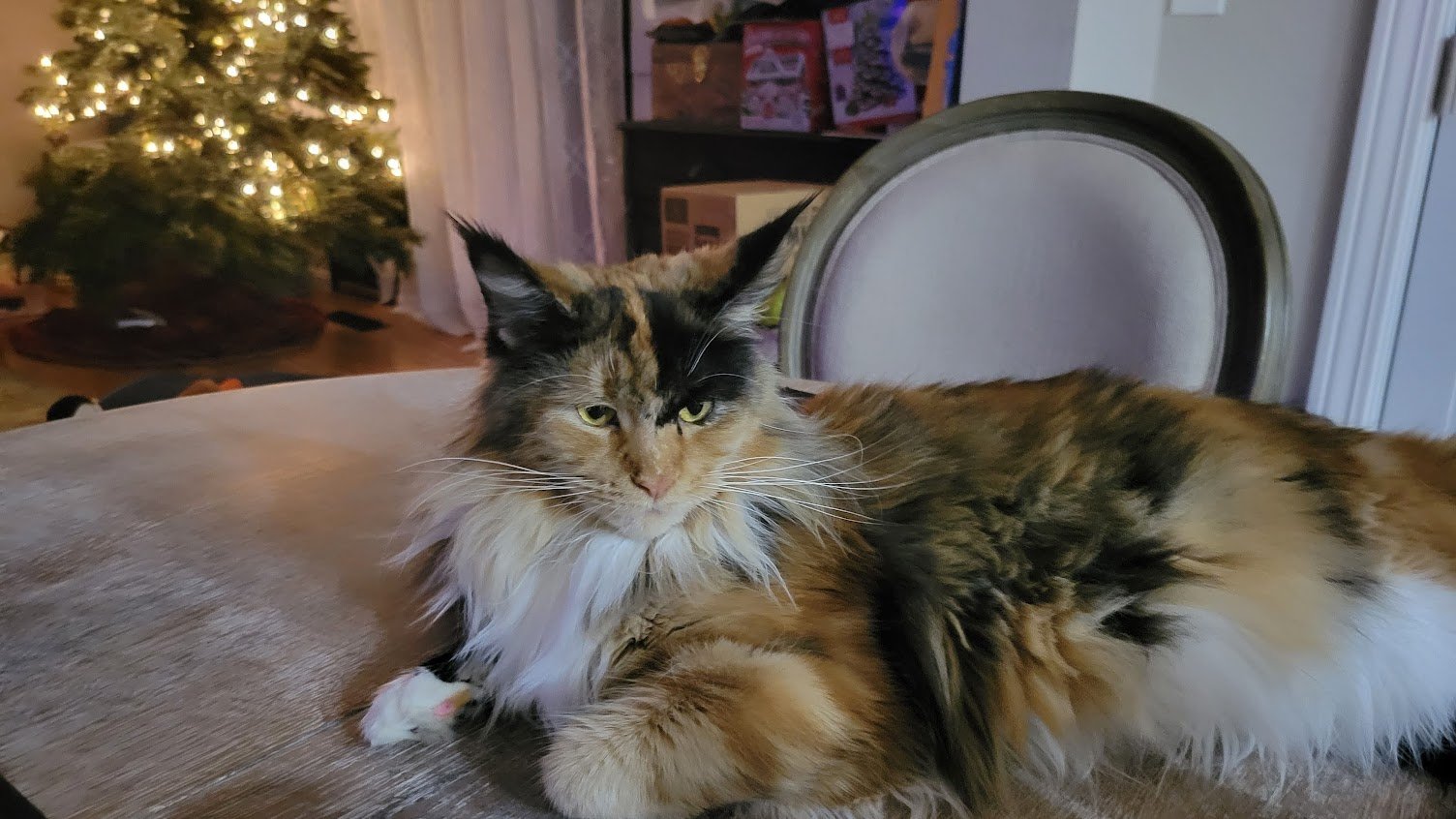 Meow Meadow Maine Coons