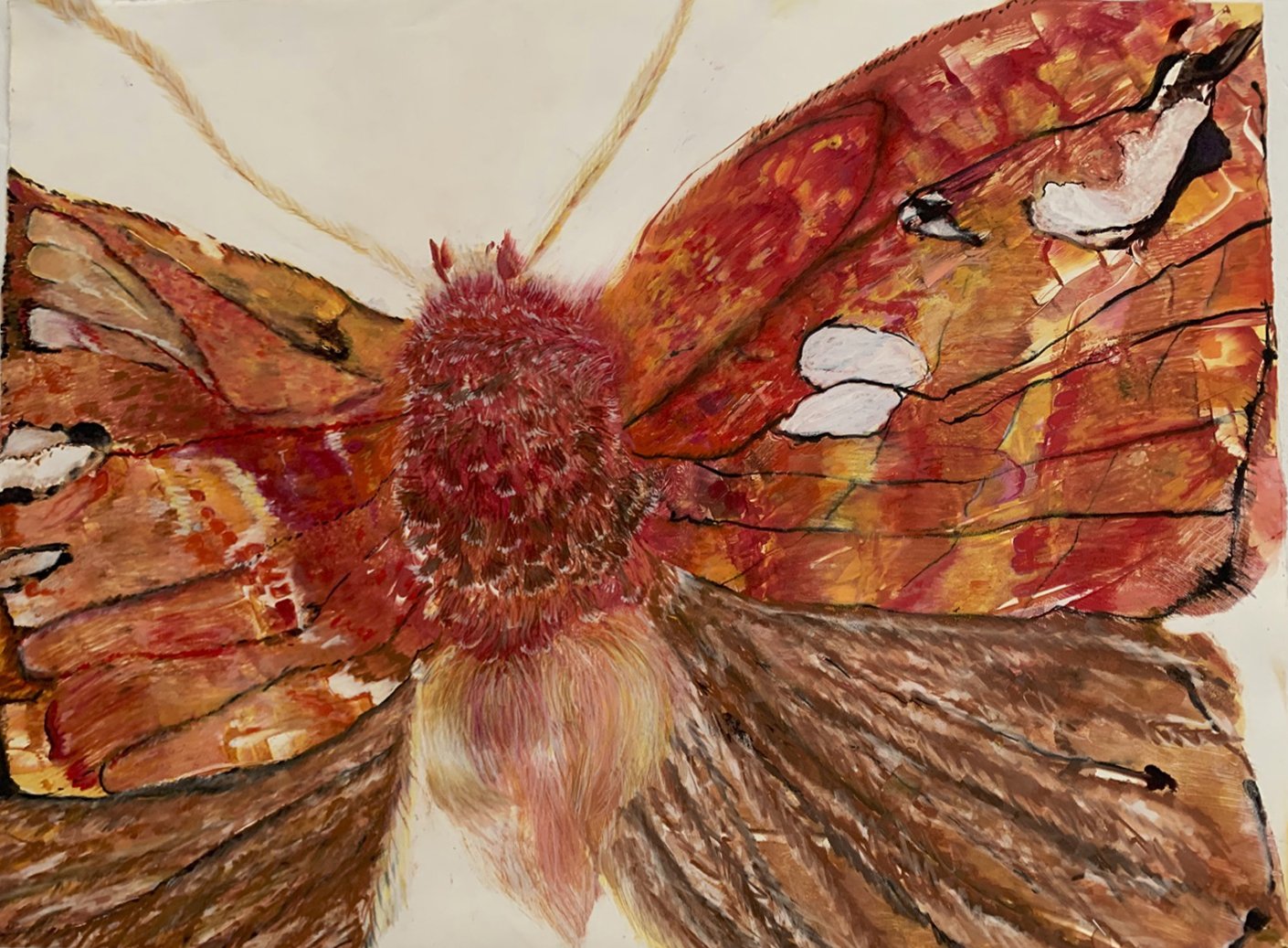 Moth