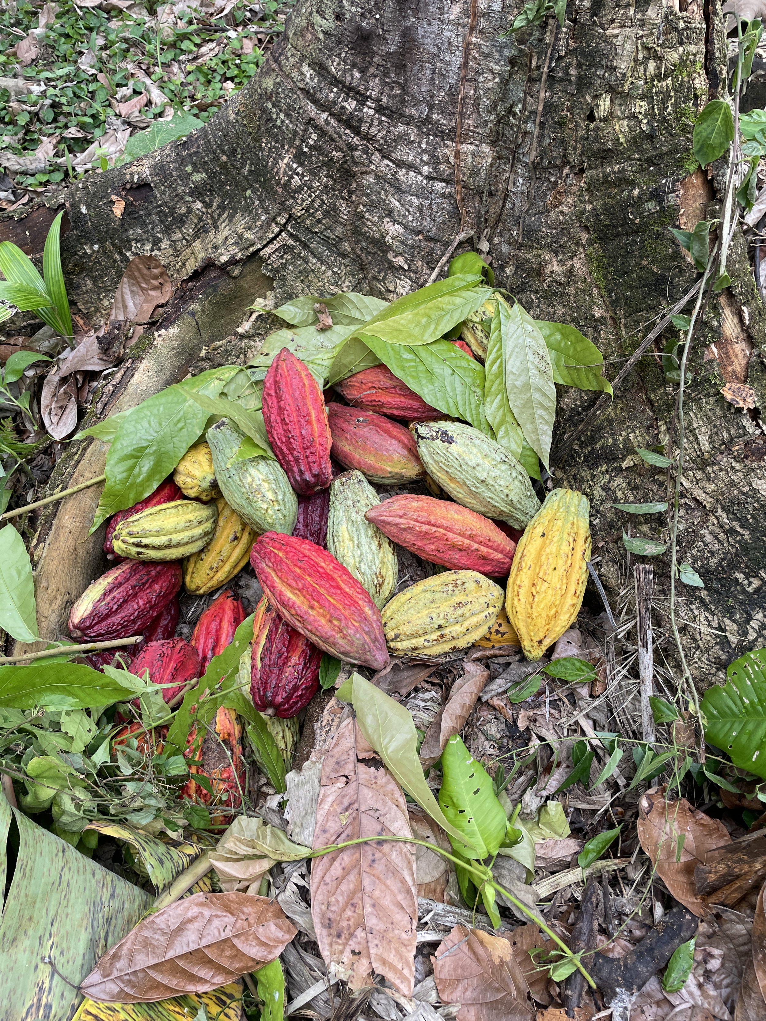 Cacao de Mujeres (16).JPG