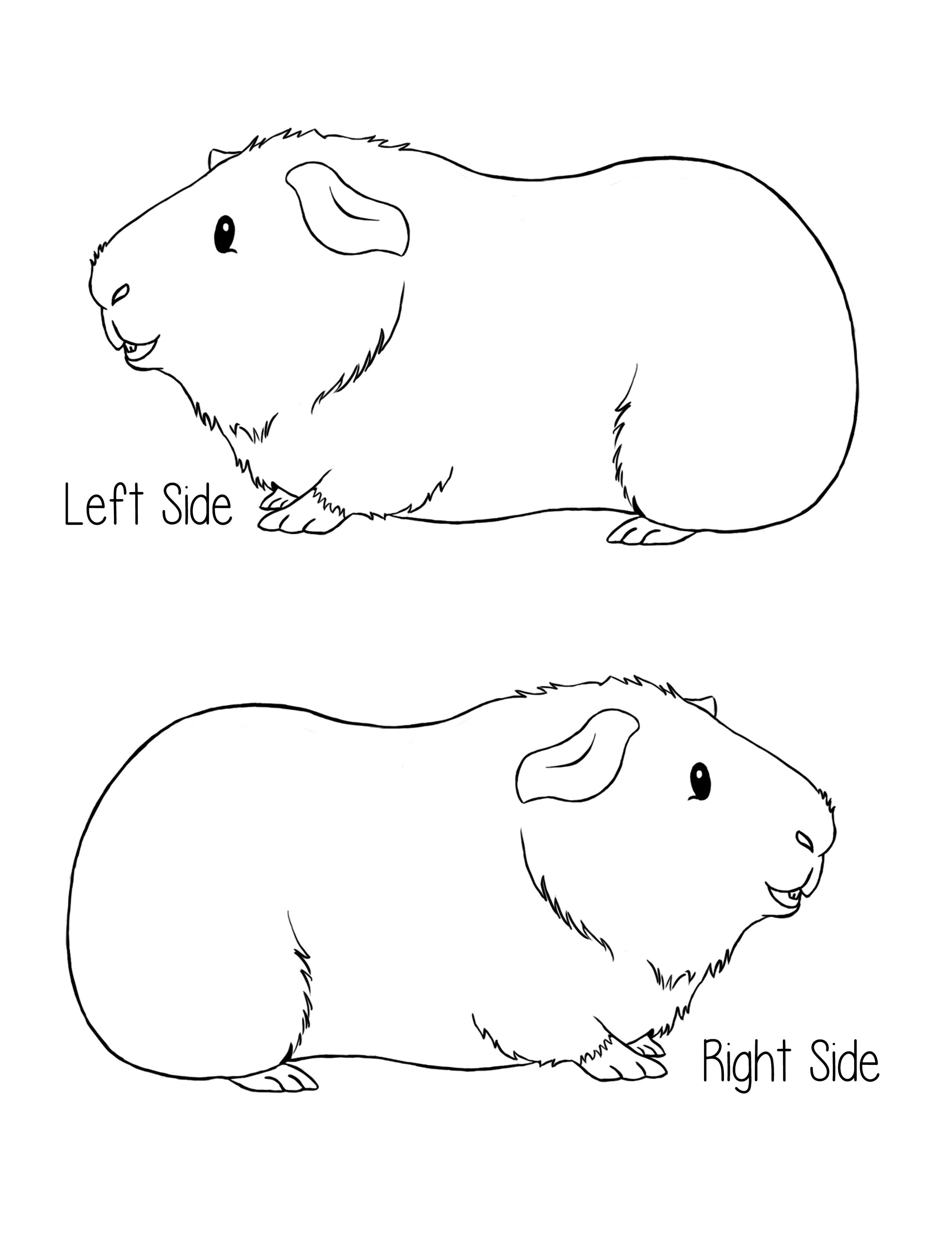 Guinea Pig Reference Lineart