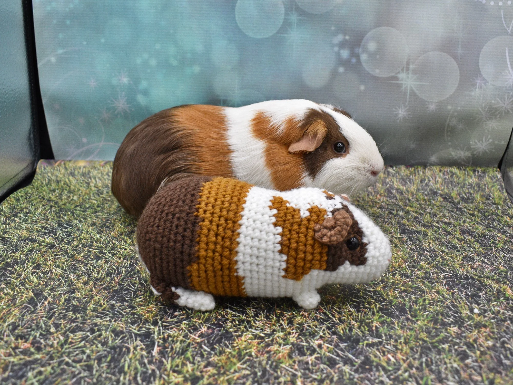 Custom Cuddly Guinea Pig