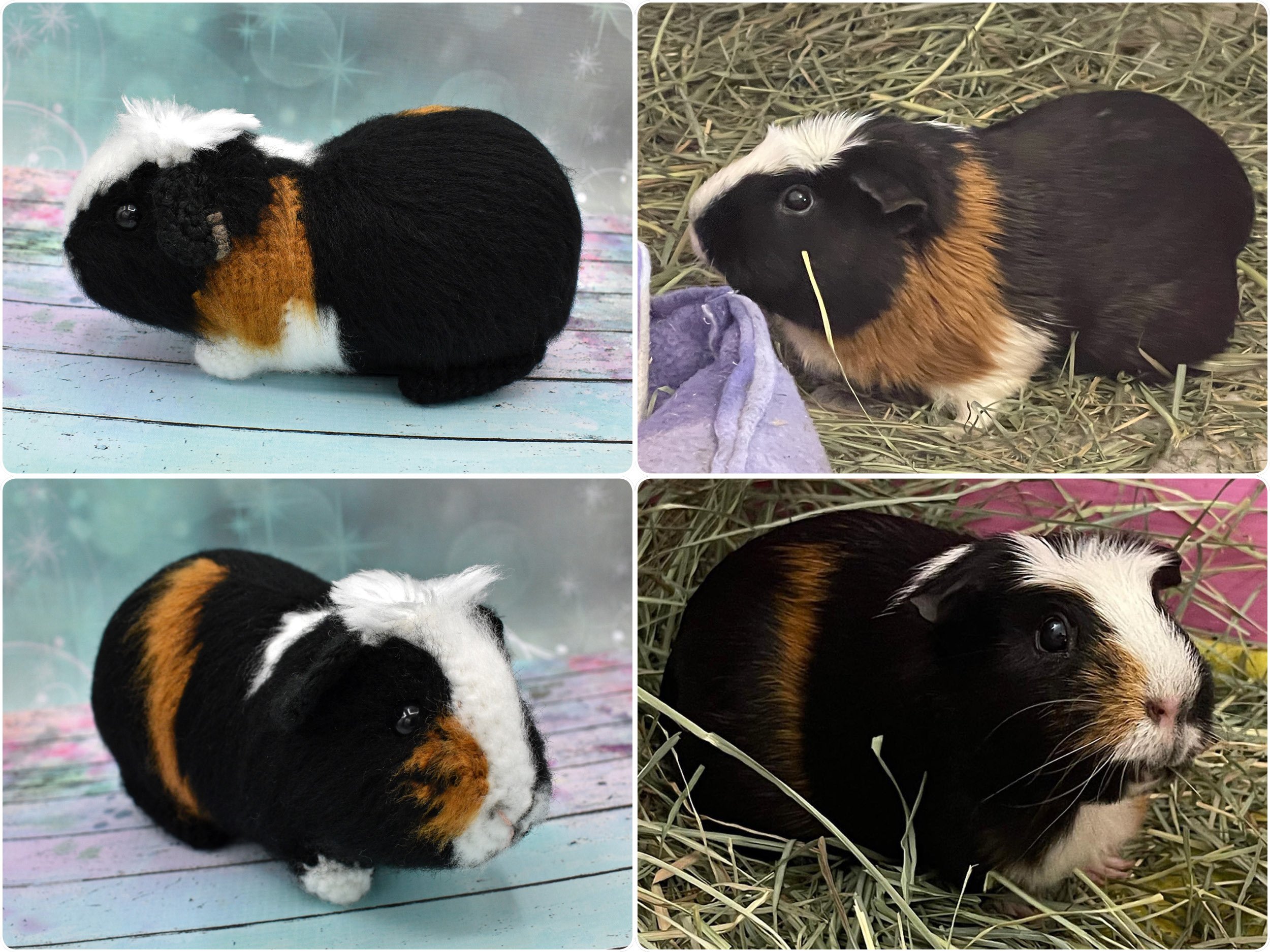 PigsterChonk.jpg