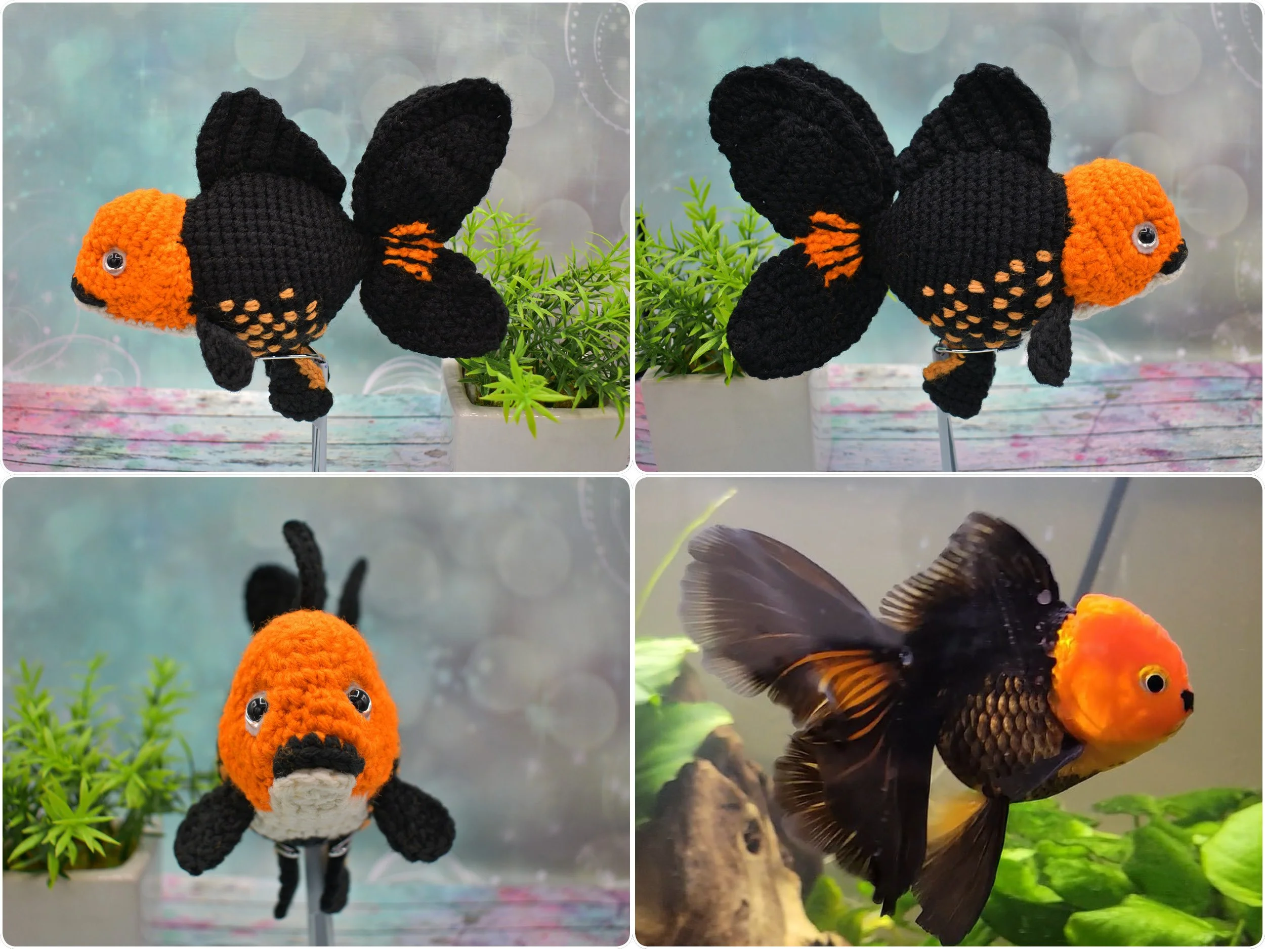 Custom Fancy Goldfish