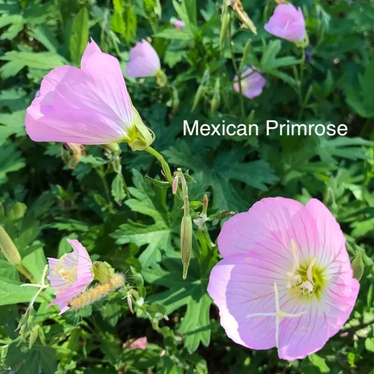 Mexican Primrose.jpeg