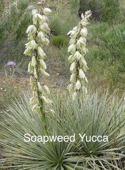 Soapweed yucca.jpeg