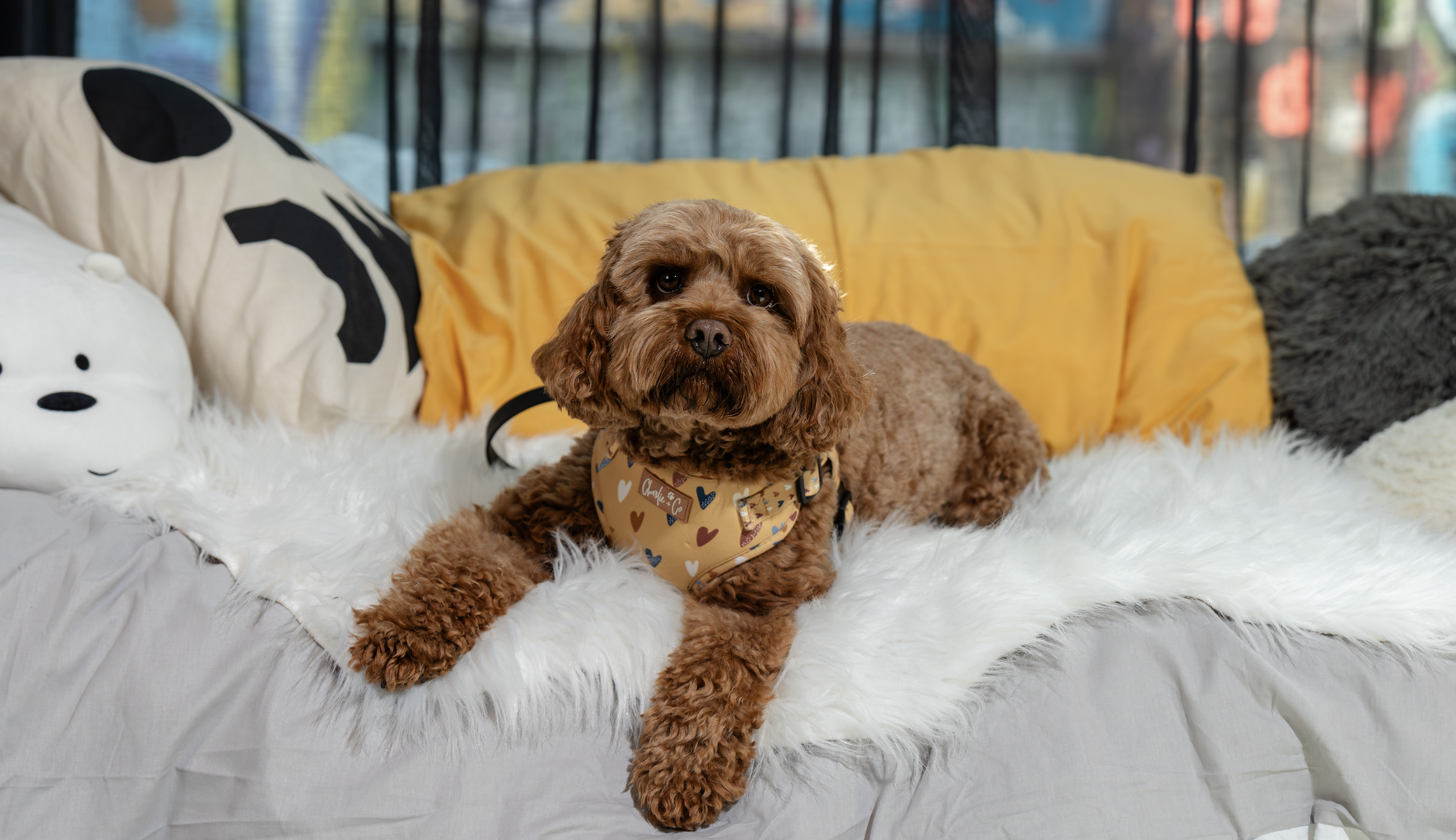 Community-Approved Heatwave Hacks for Happy Pups