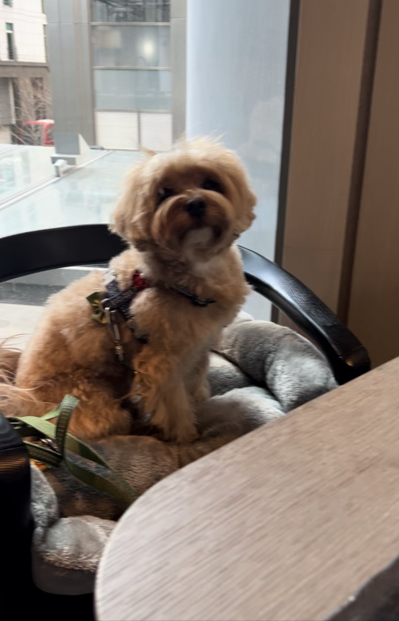 Best Dog-Friendly Thai & Vietnamese Restaurants in London