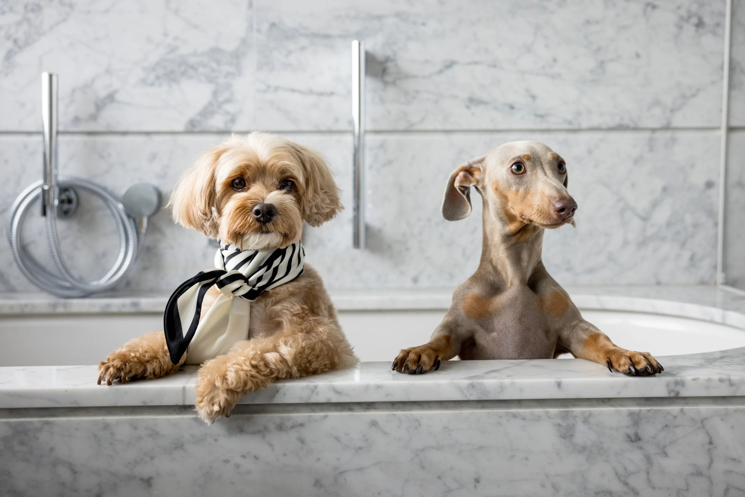 20% off a dog friendly stay at Royal Lancaster London